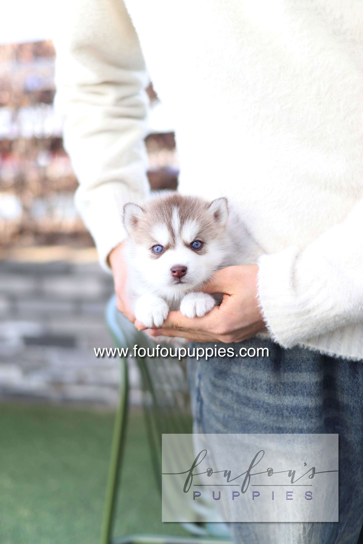 Drako - Pomsky M.