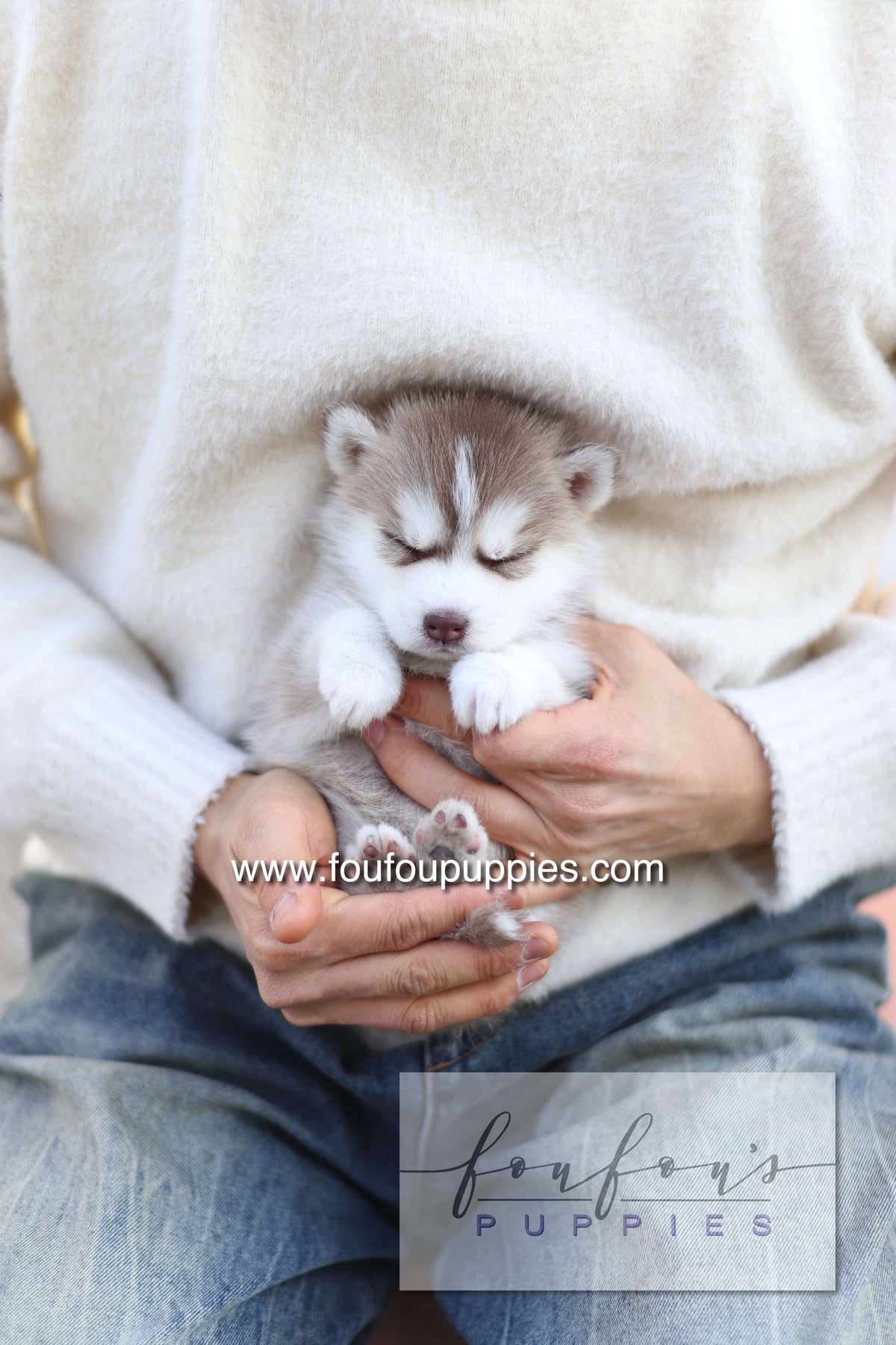 Drako - Pomsky M.