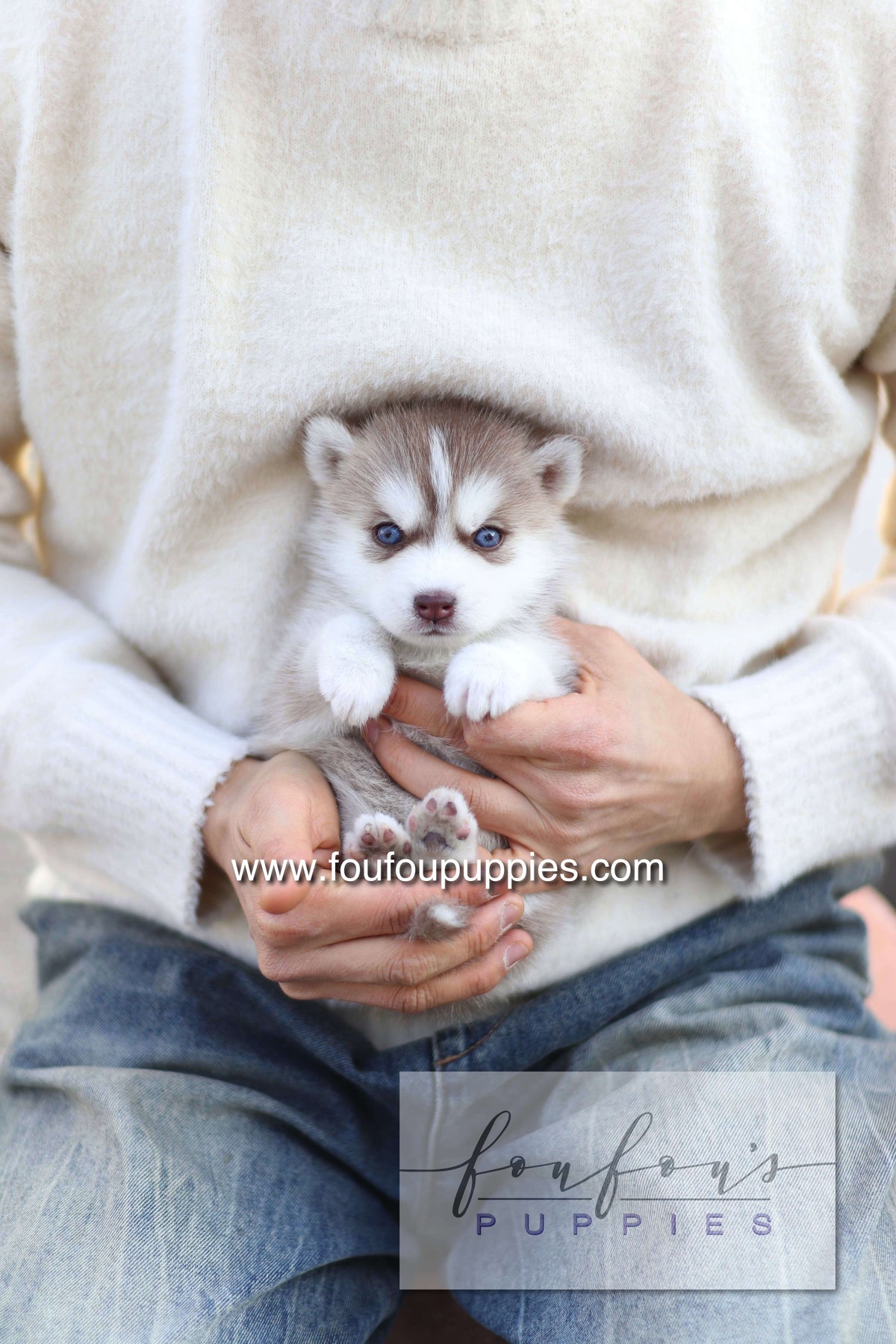 Drako - Pomsky M.