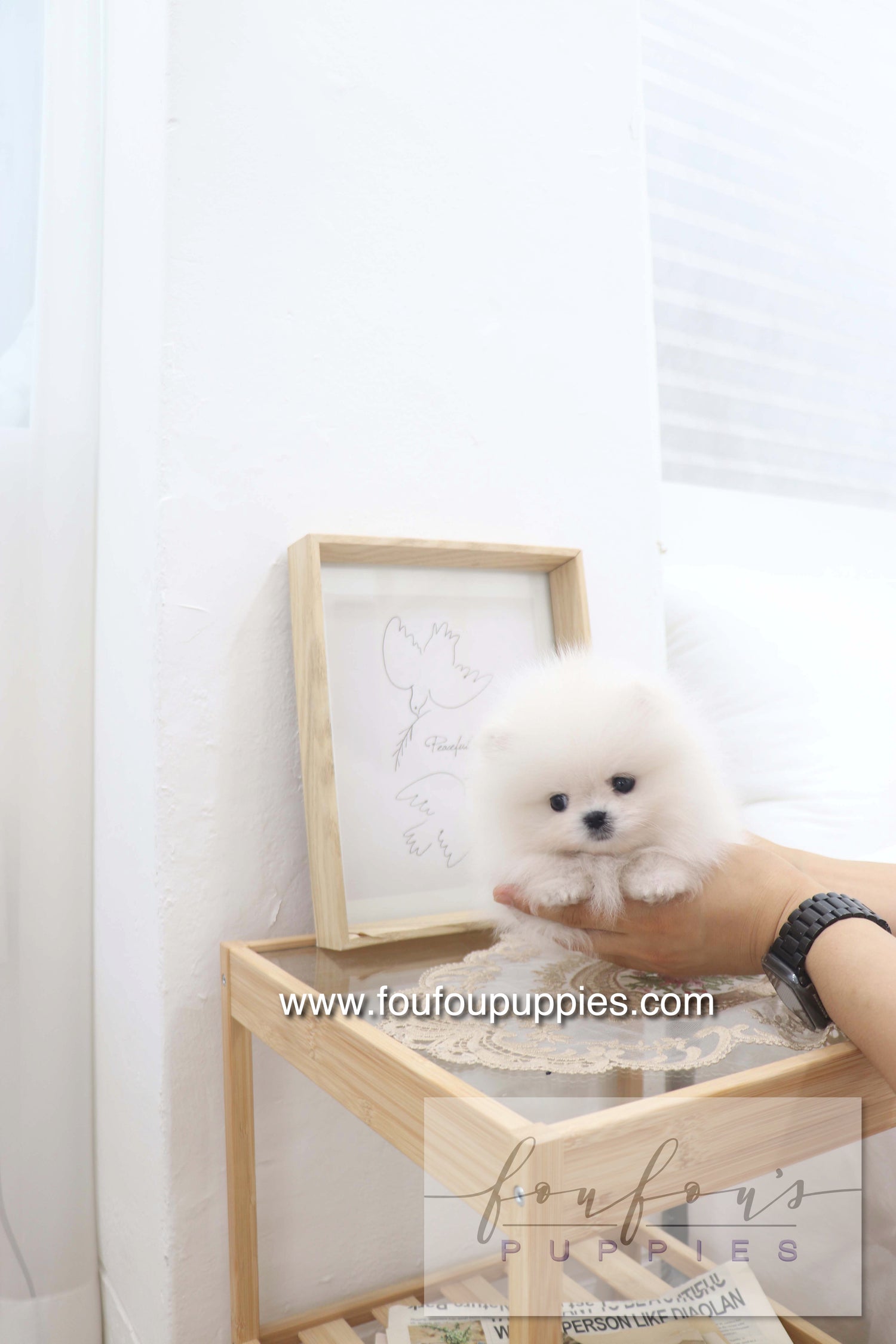 Deebo - Pomeranian M.