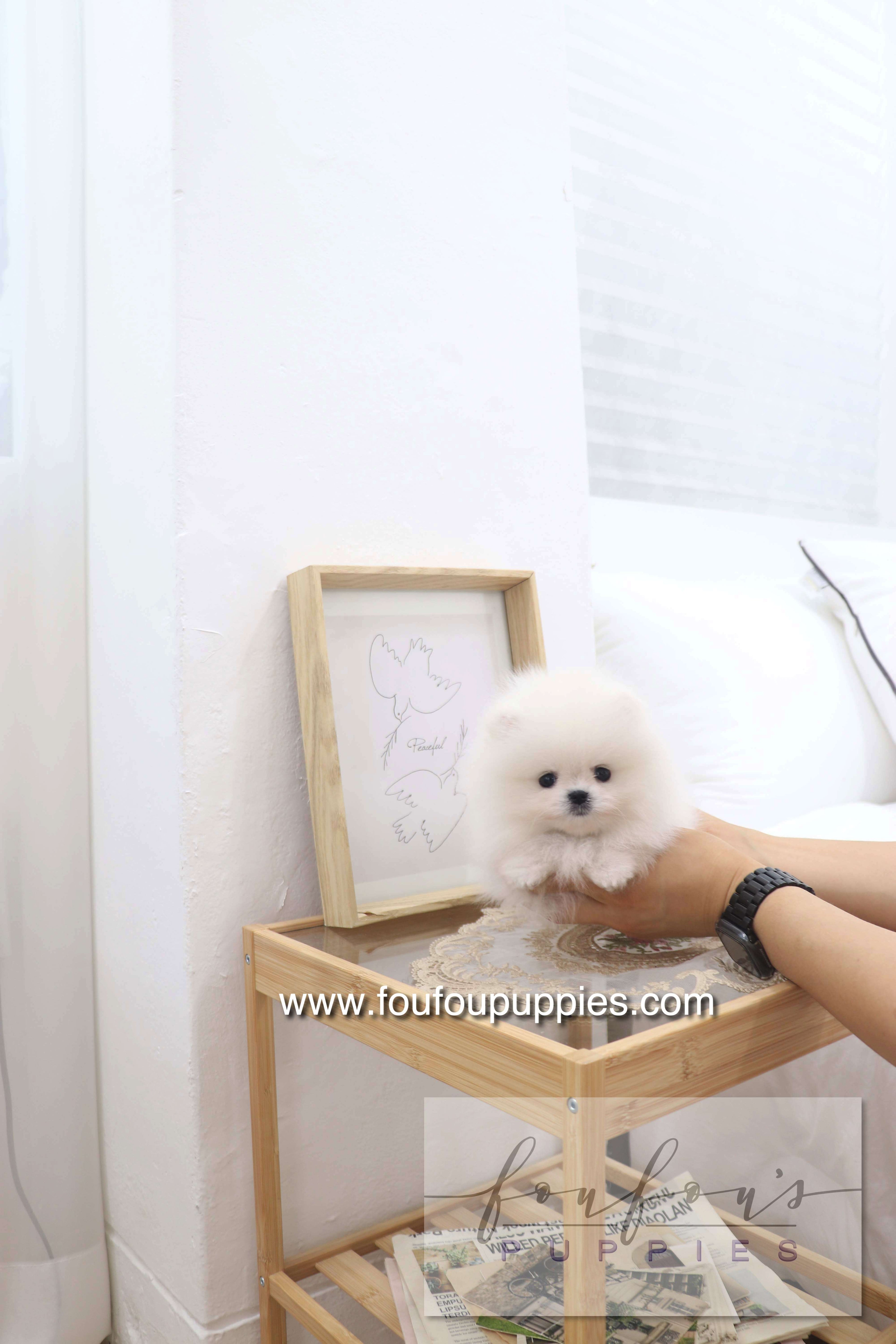 Deebo - Pomeranian M.