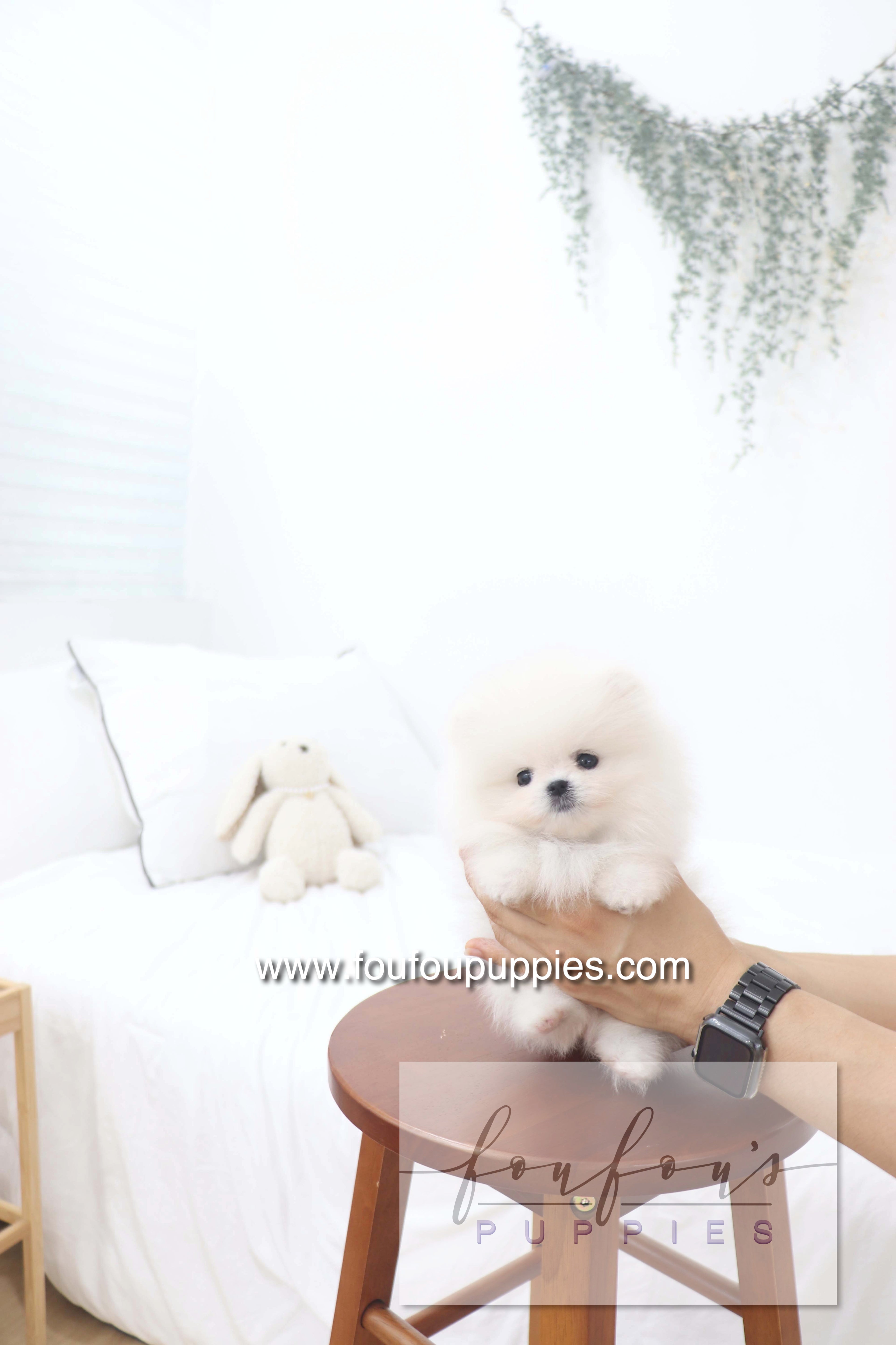 Deebo - Pomeranian M.