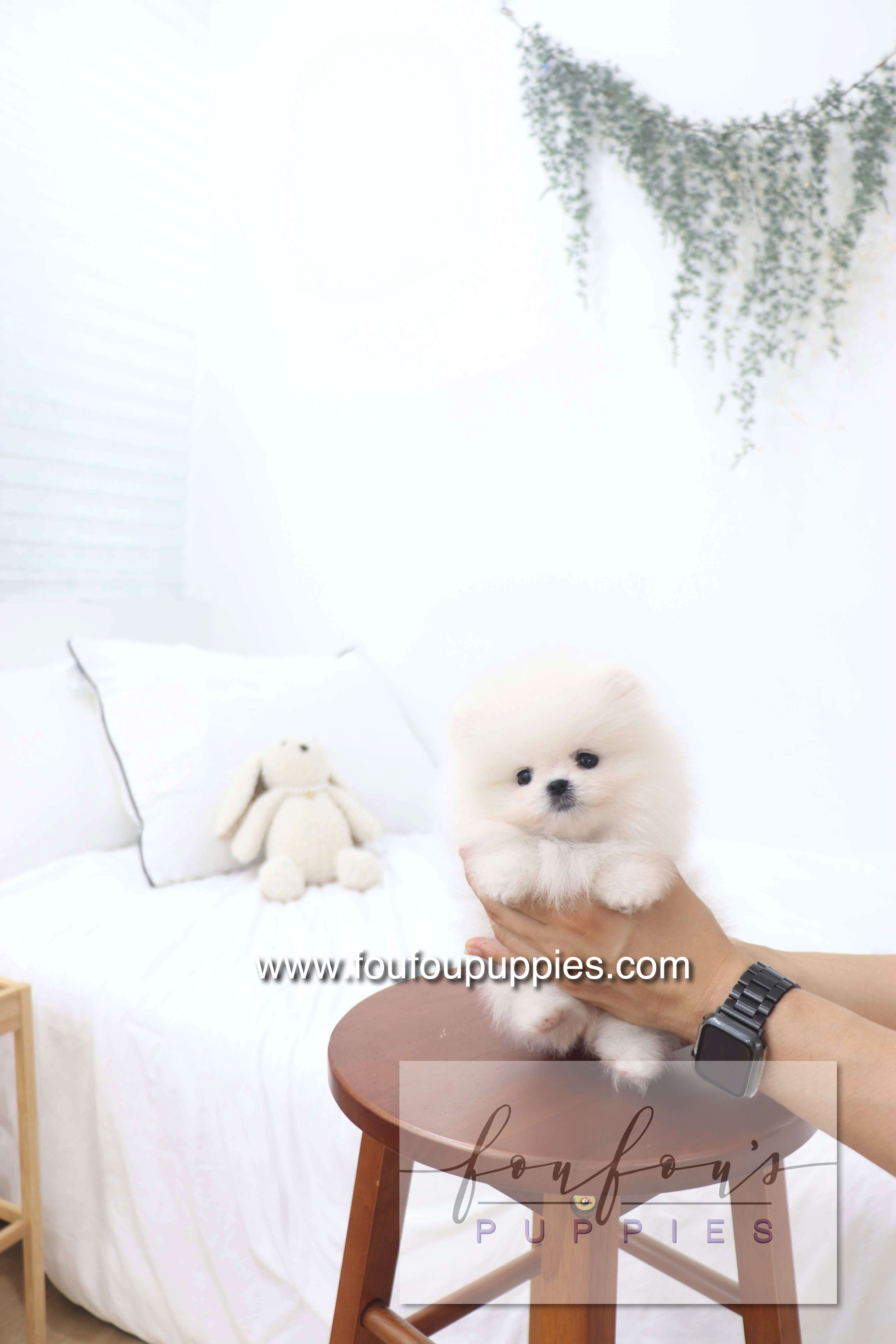 Deebo - Pomeranian M.