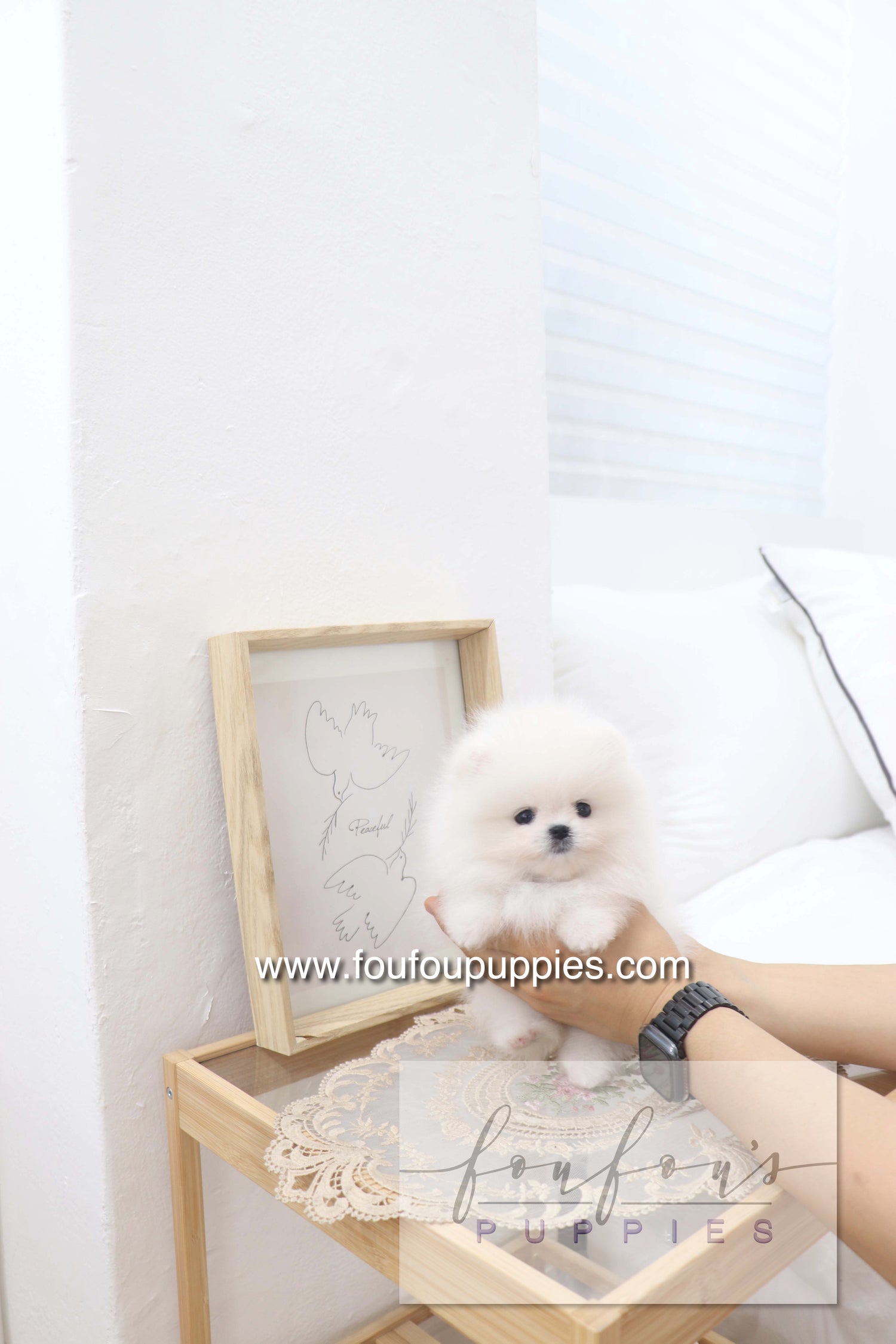 Deebo - Pomeranian M.