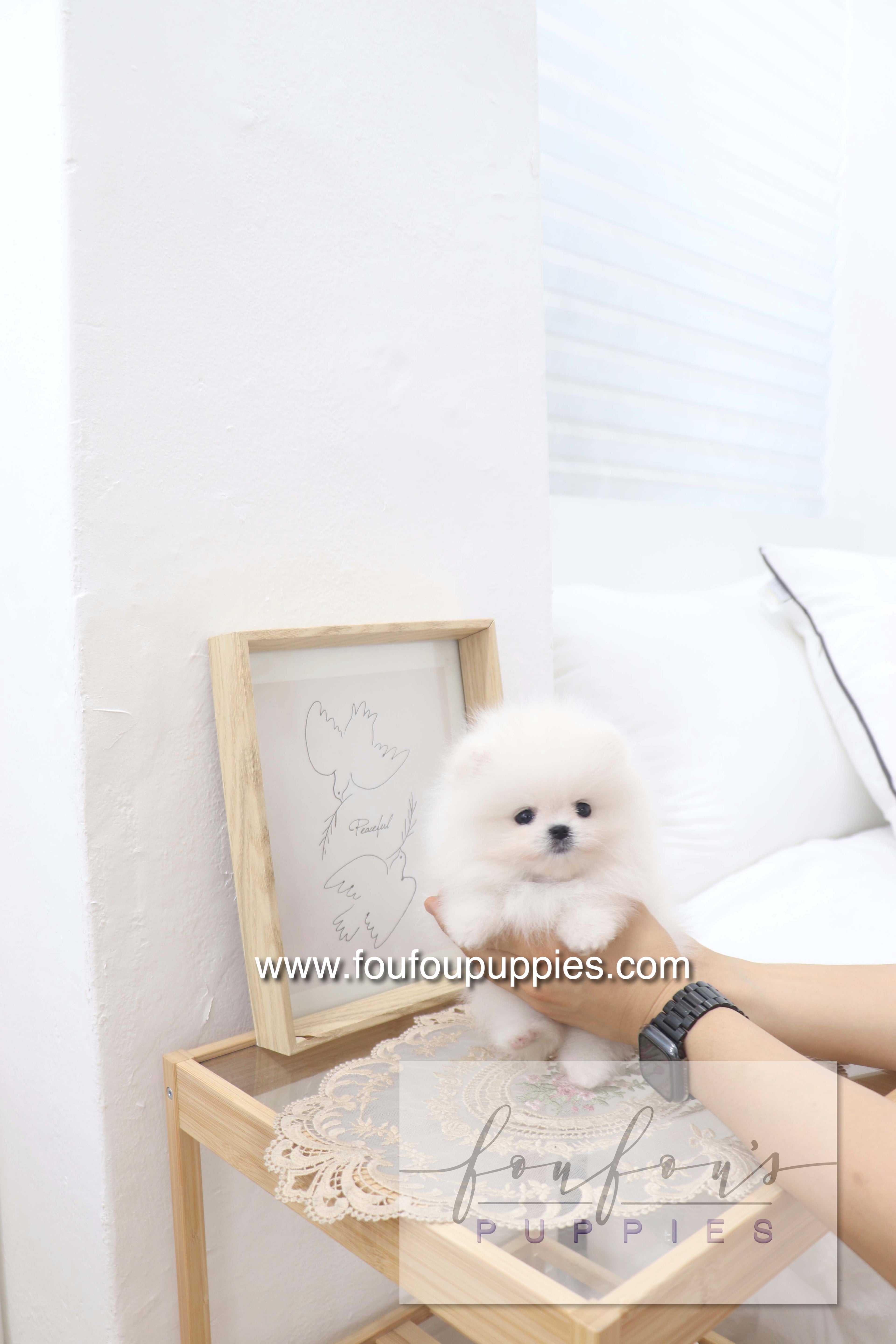 Deebo - Pomeranian M.