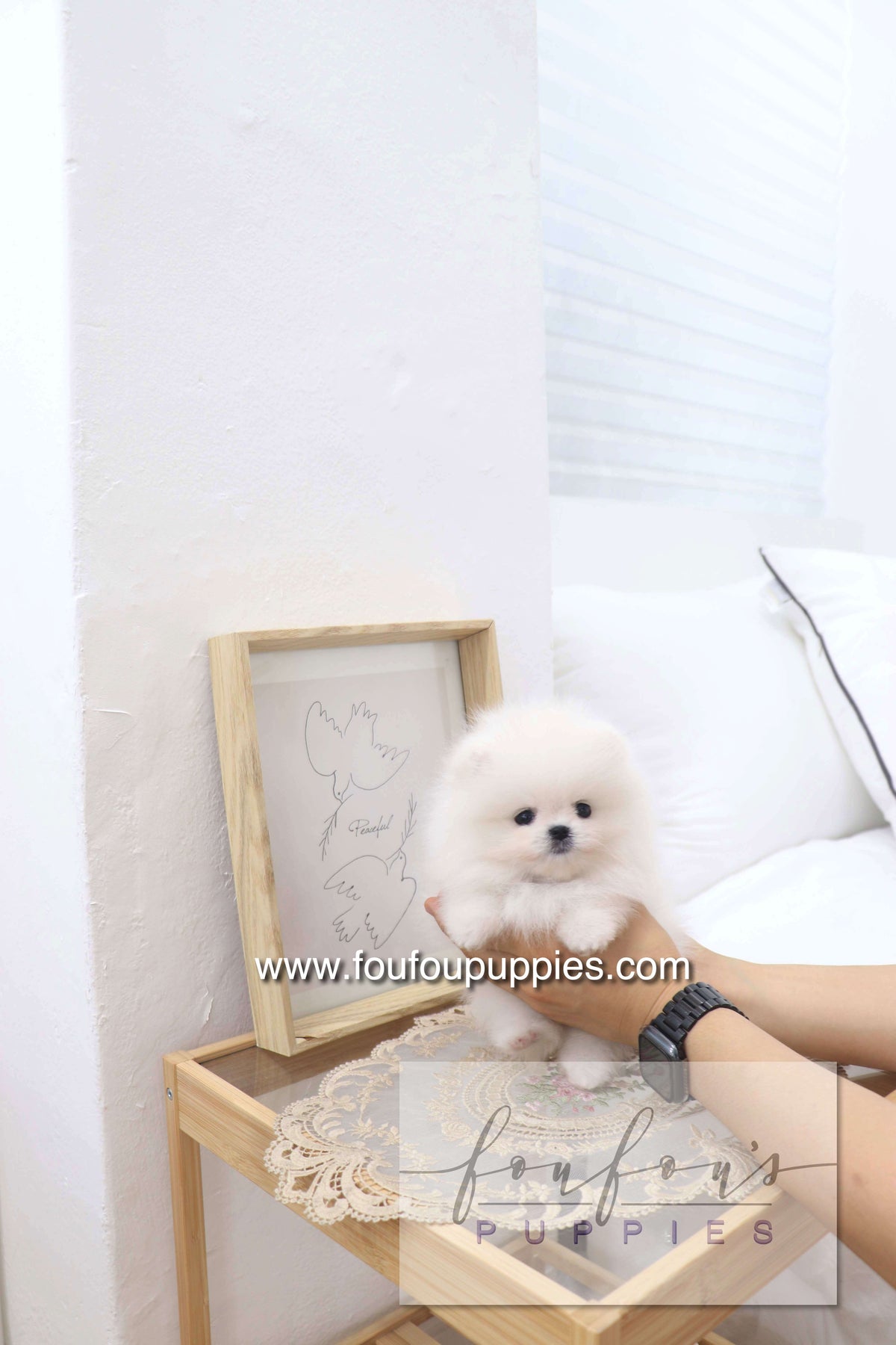 Deebo - Pomeranian M.