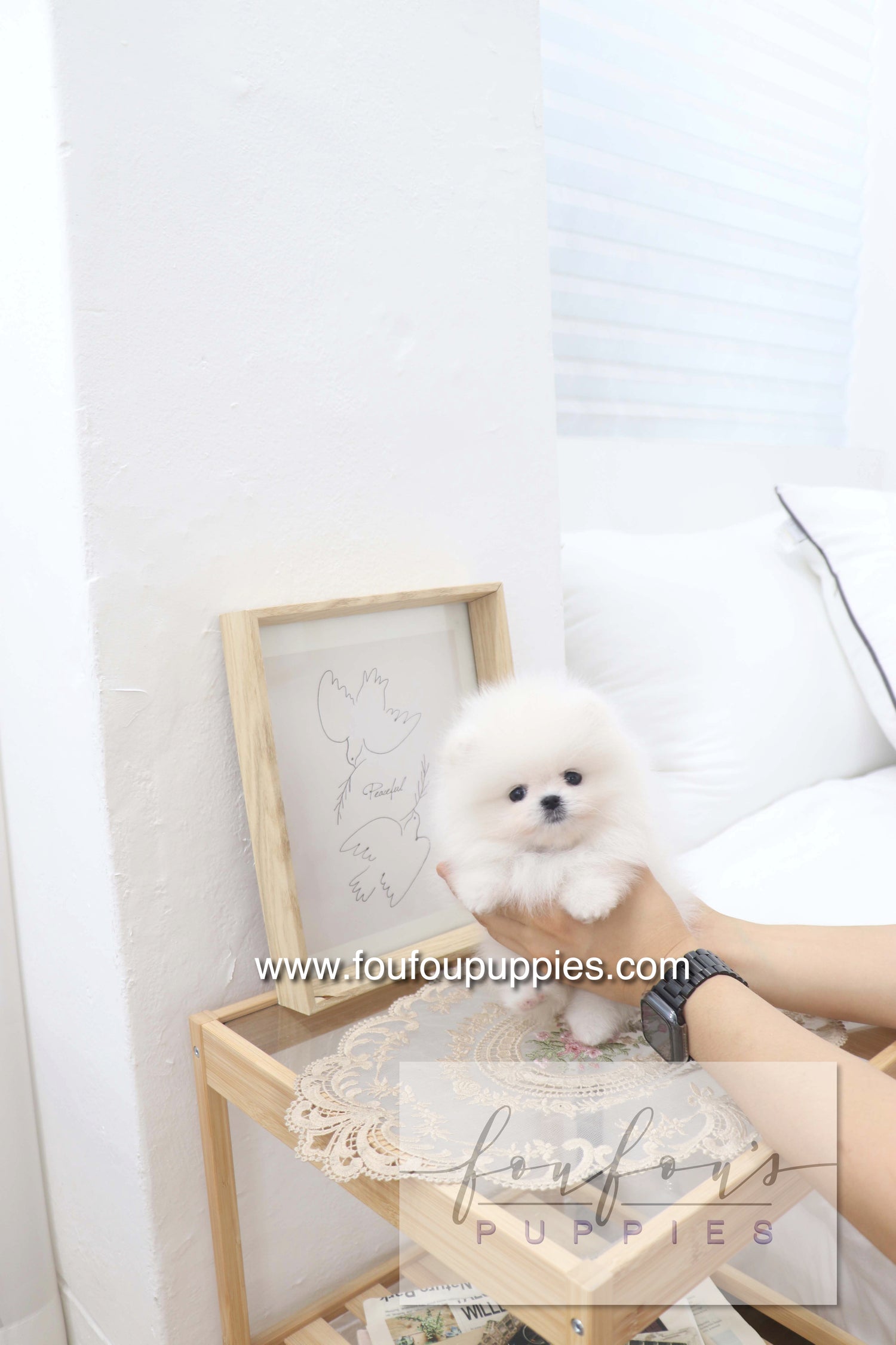 Deebo - Pomeranian M.
