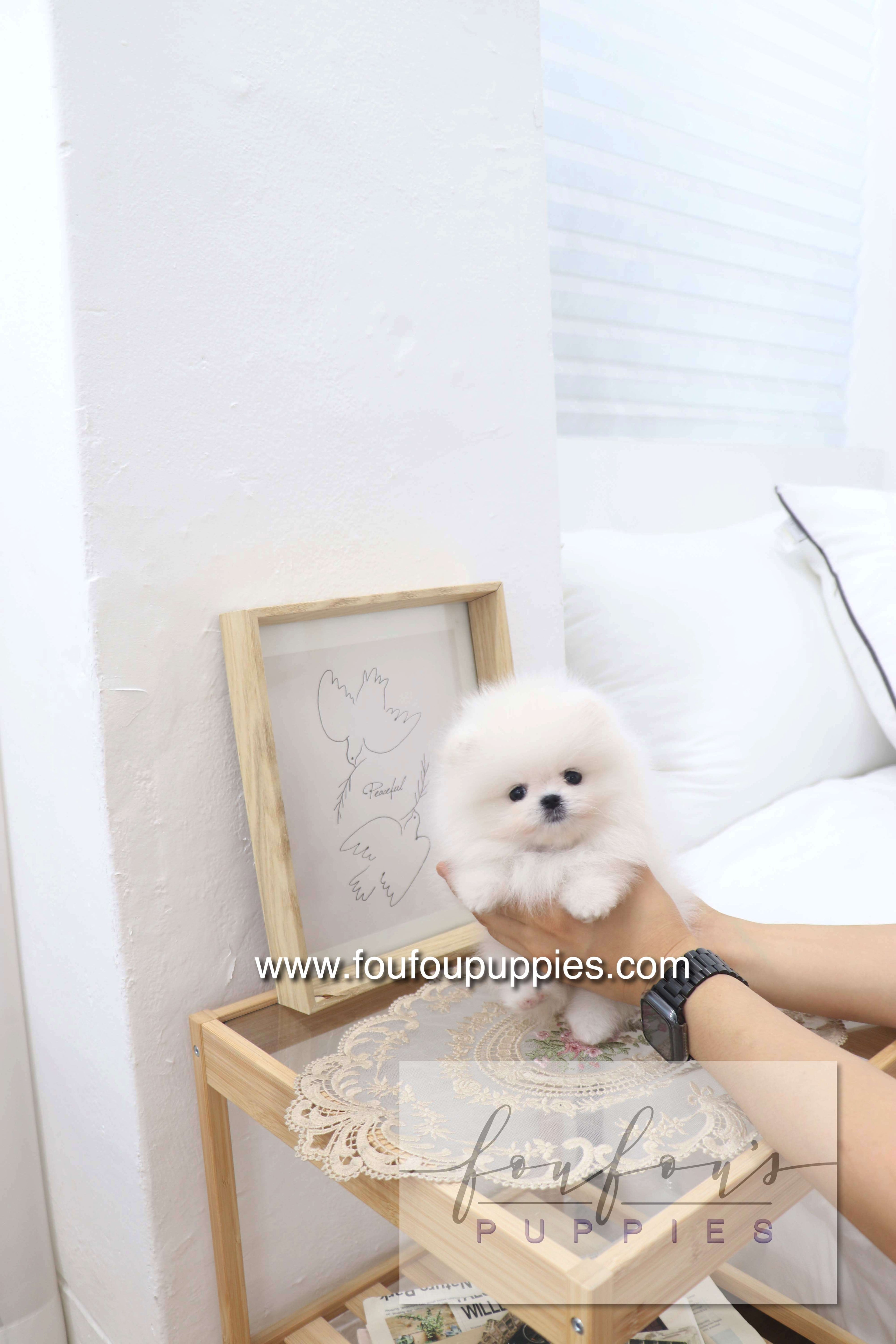 Deebo - Pomeranian M.