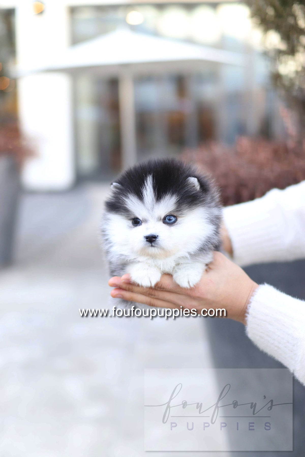 Ciara - Pomsky F.