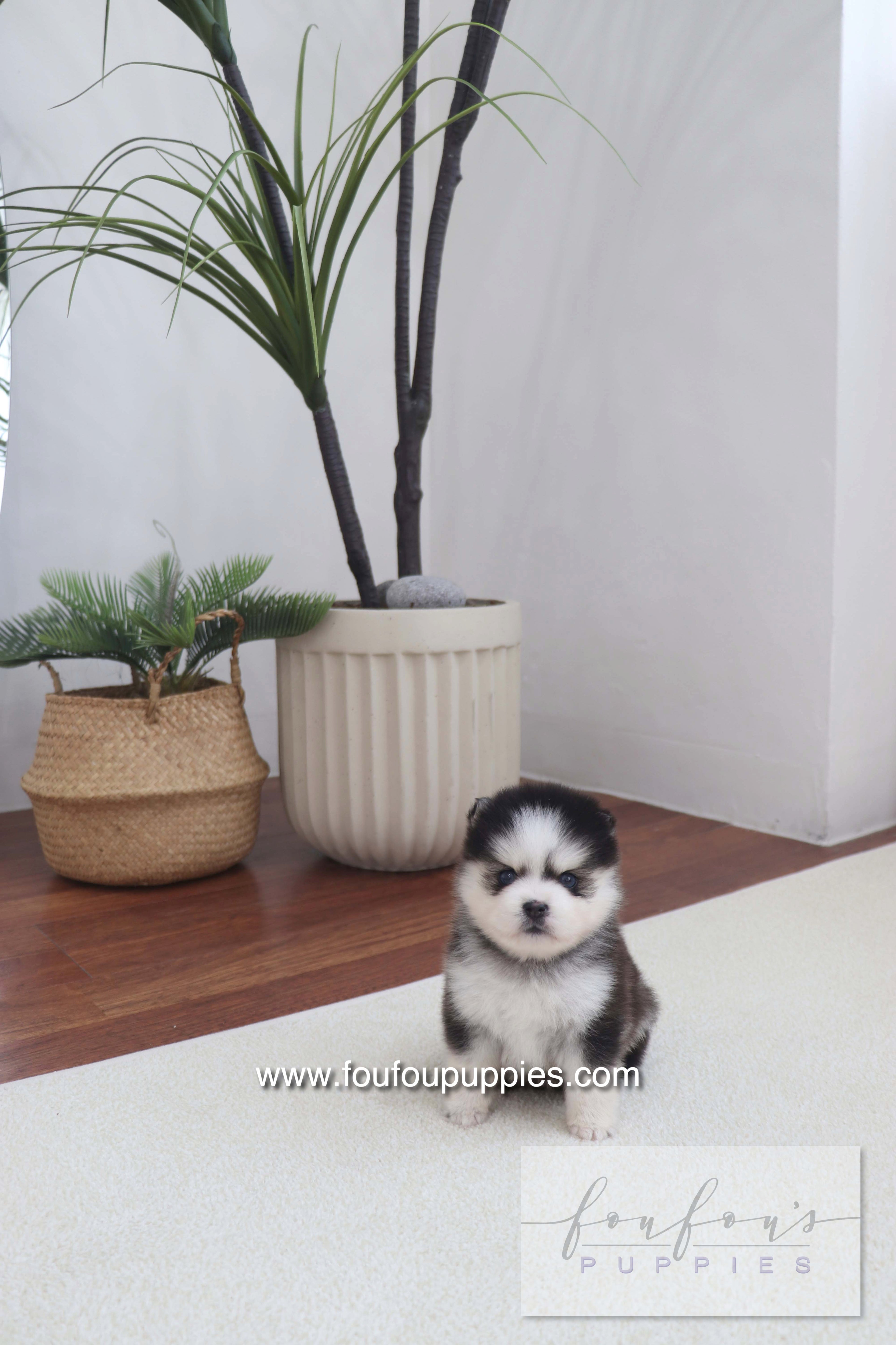 Gage - Pomsky M.