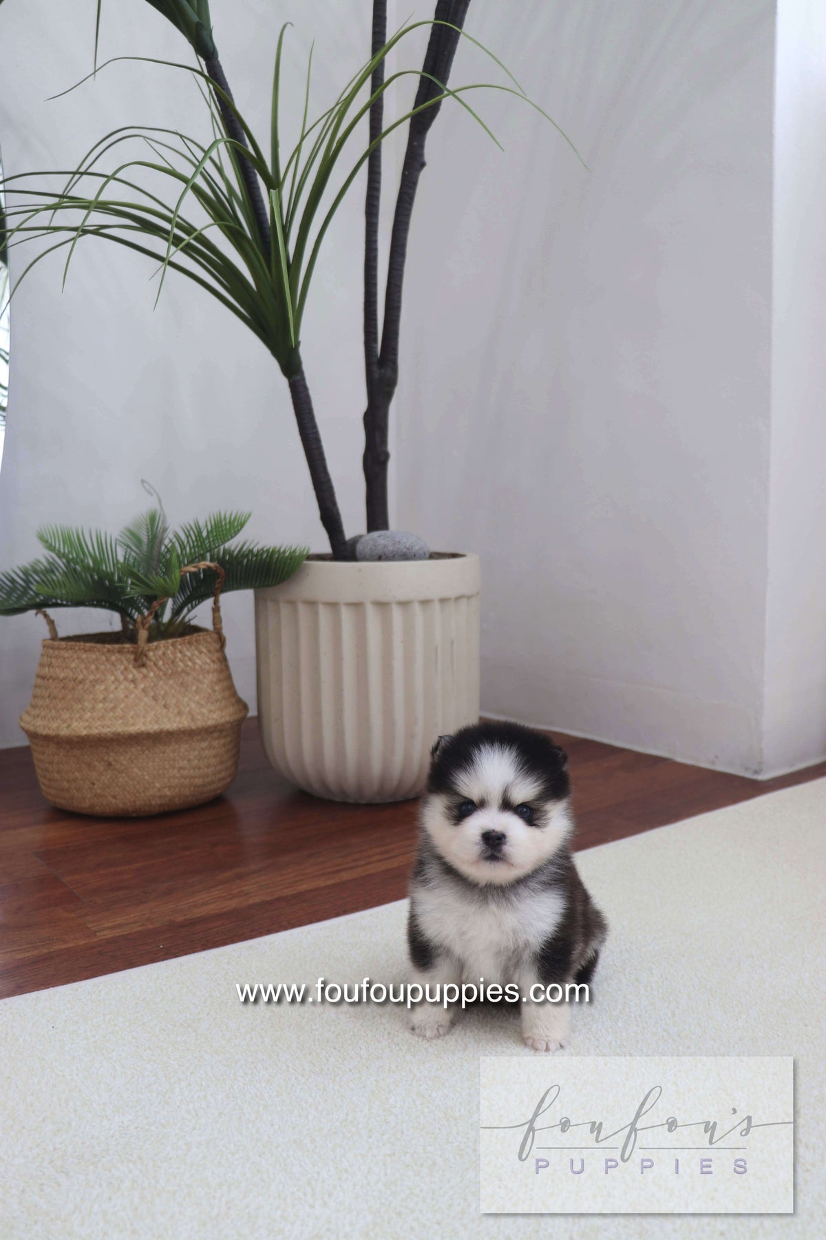 Gage - Pomsky M.