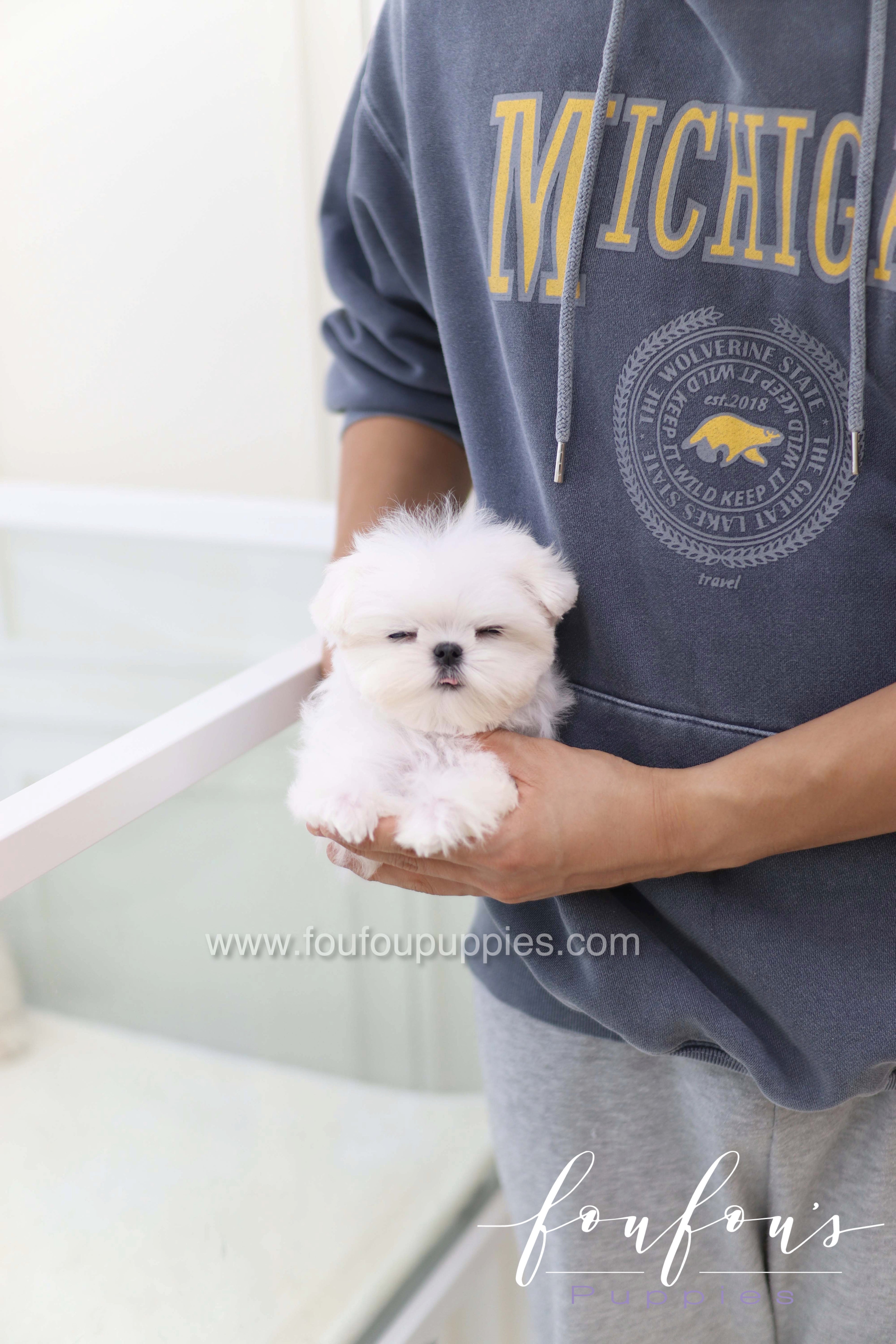 Toby - Maltese M.
