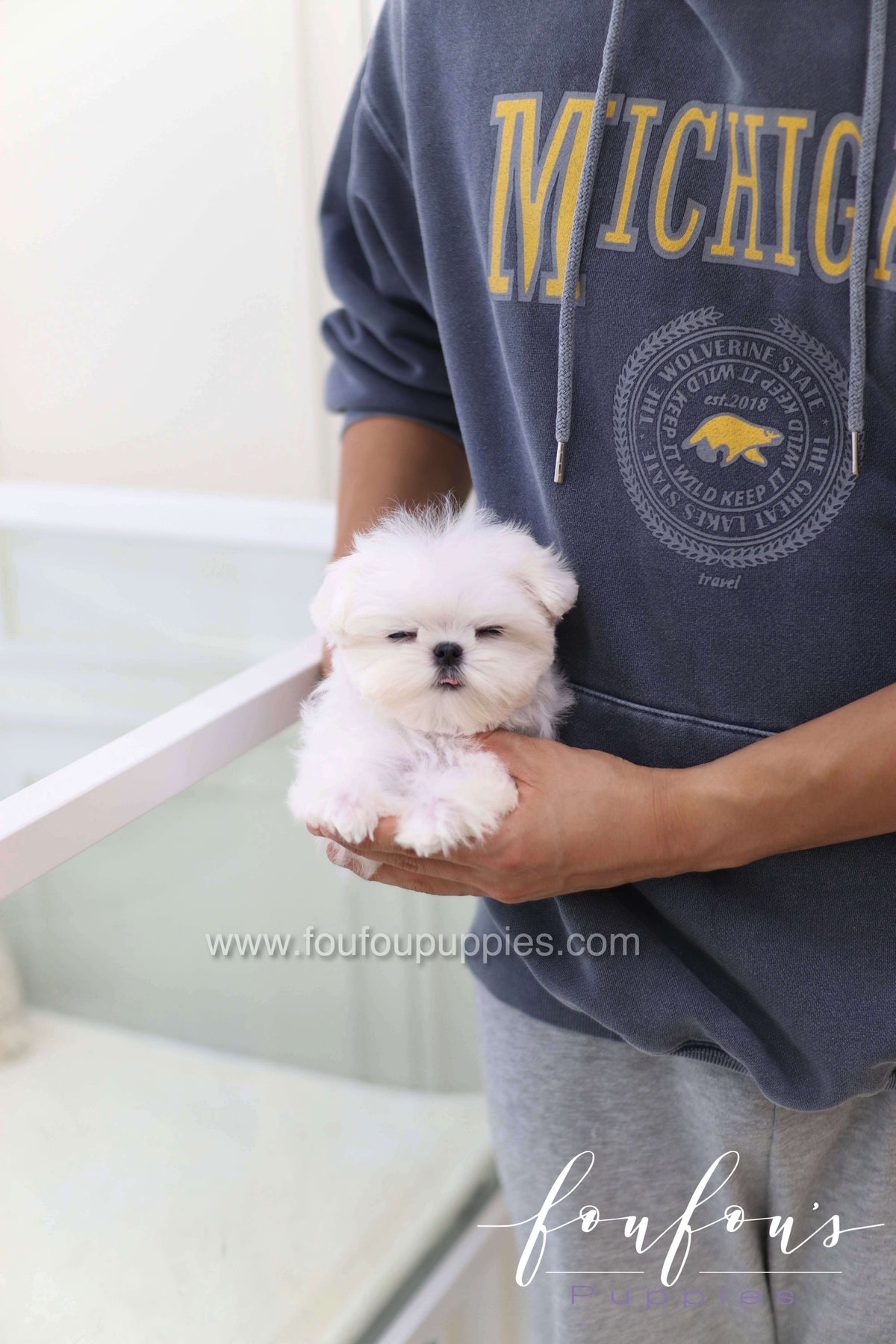 Toby - Maltese M.