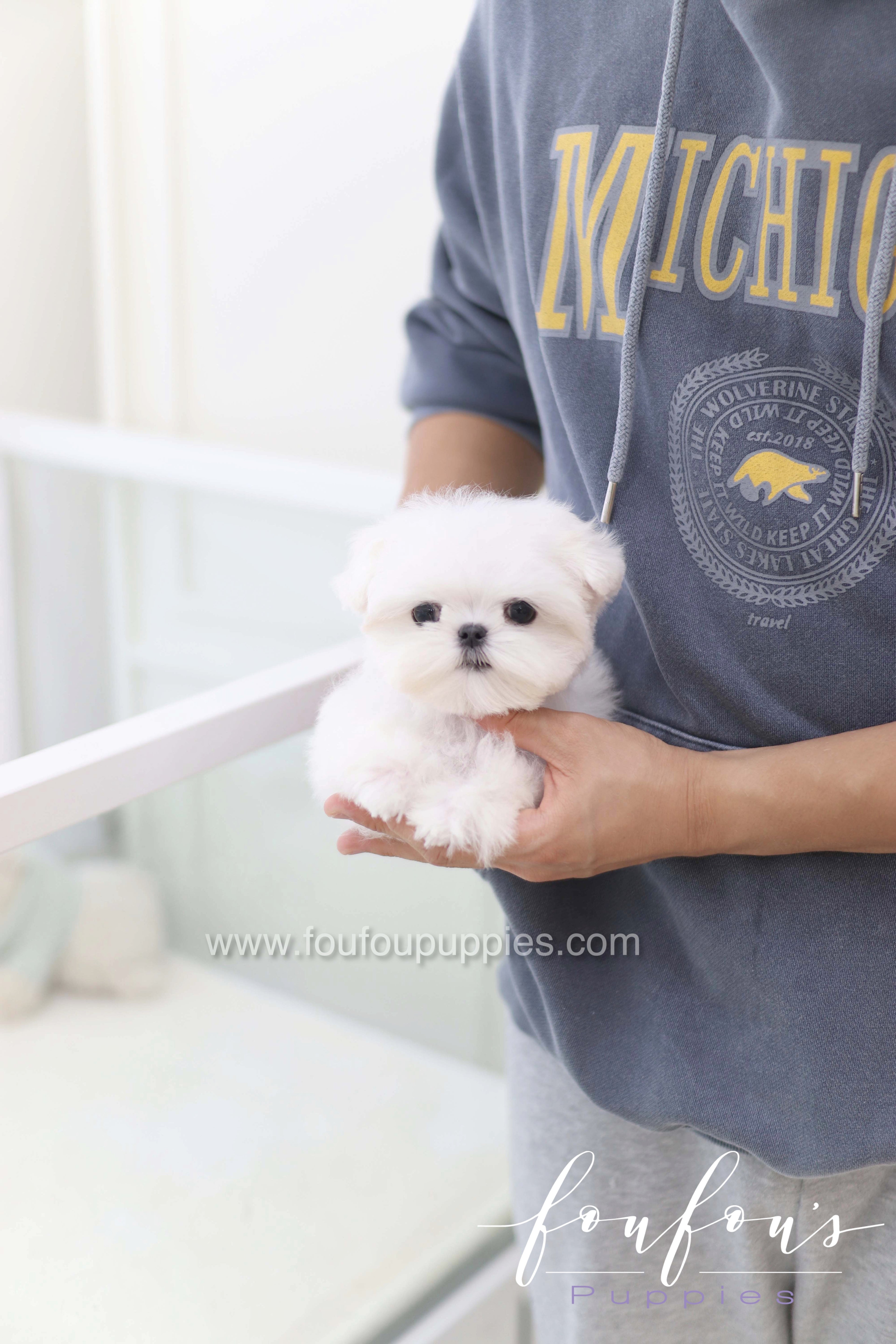 Toby - Maltese M.