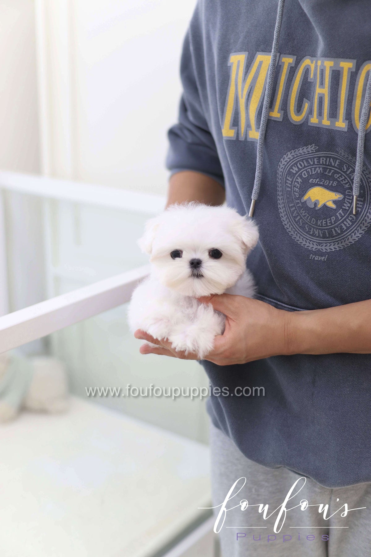 Toby - Maltese M.