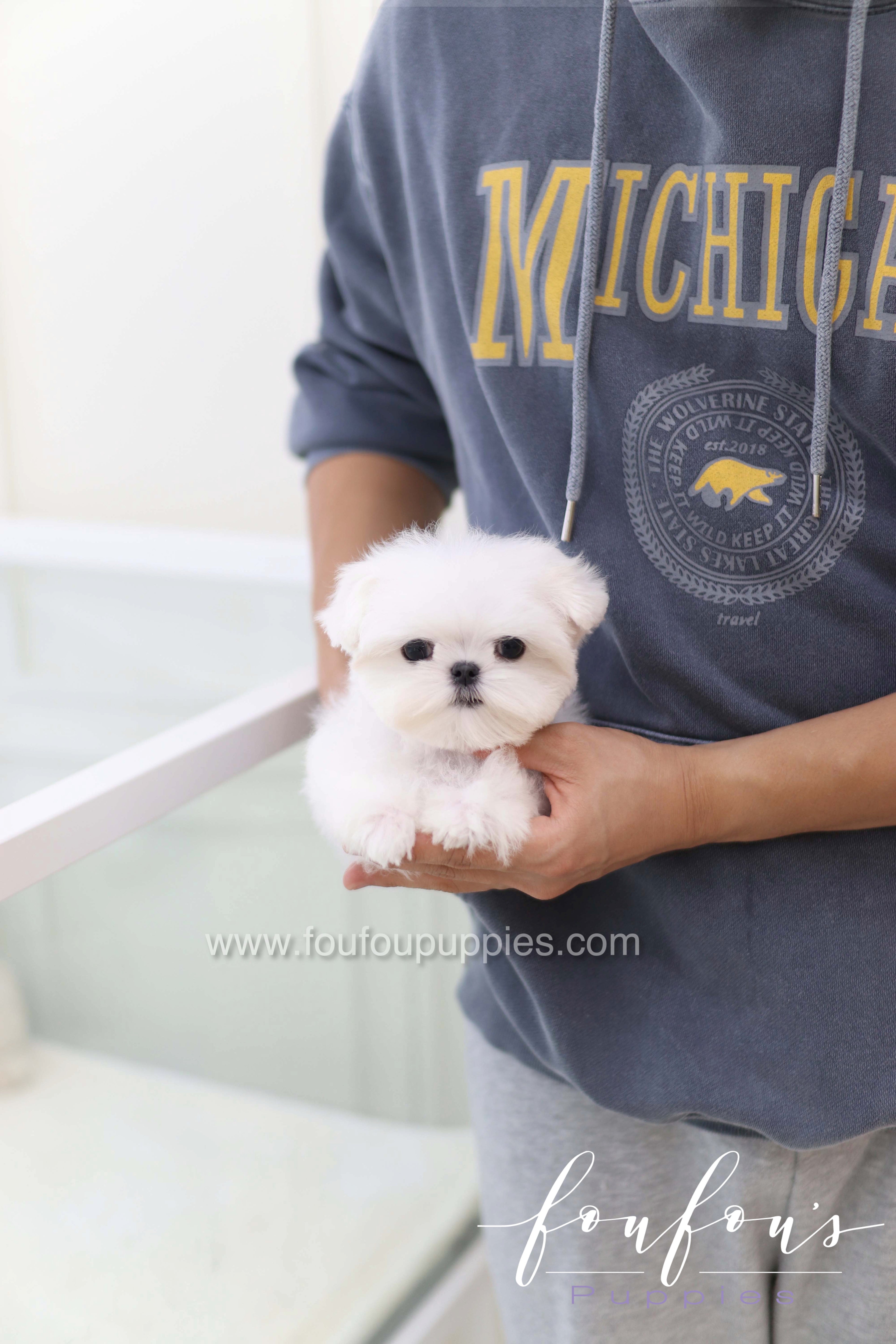Toby - Maltese M.