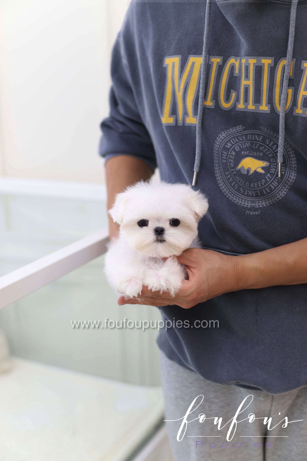 Toby - Maltese M.
