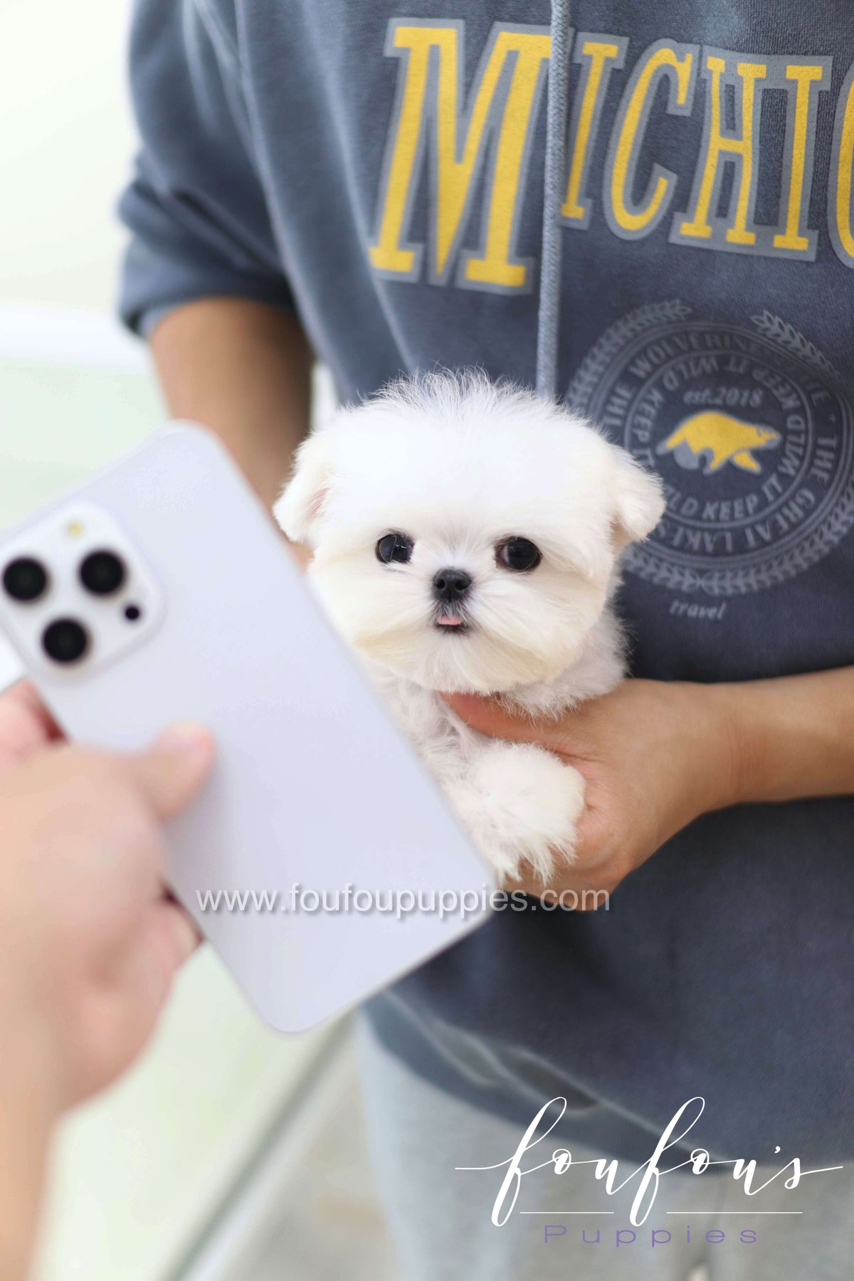 Toby - Maltese M.