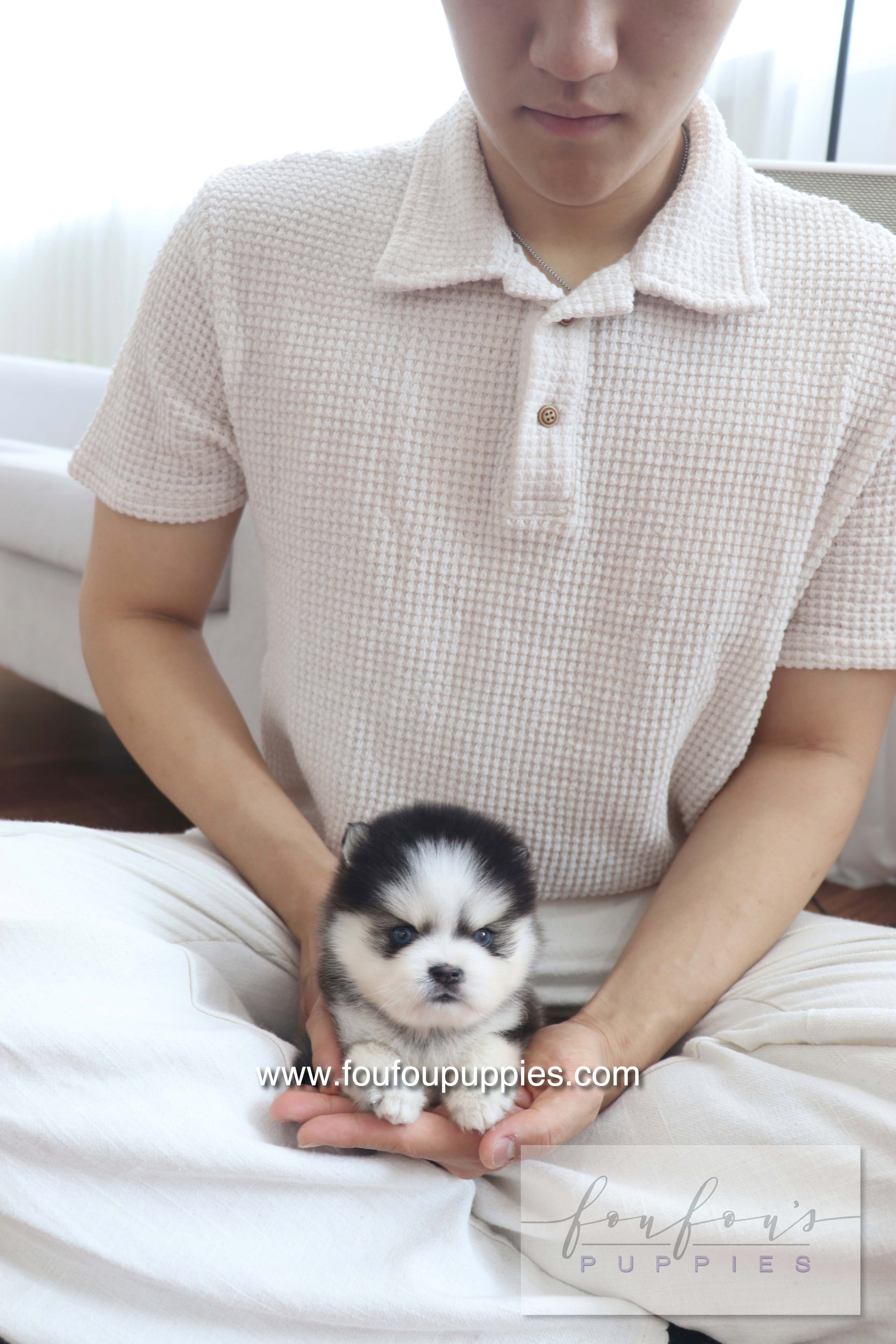 Gage - Pomsky M.