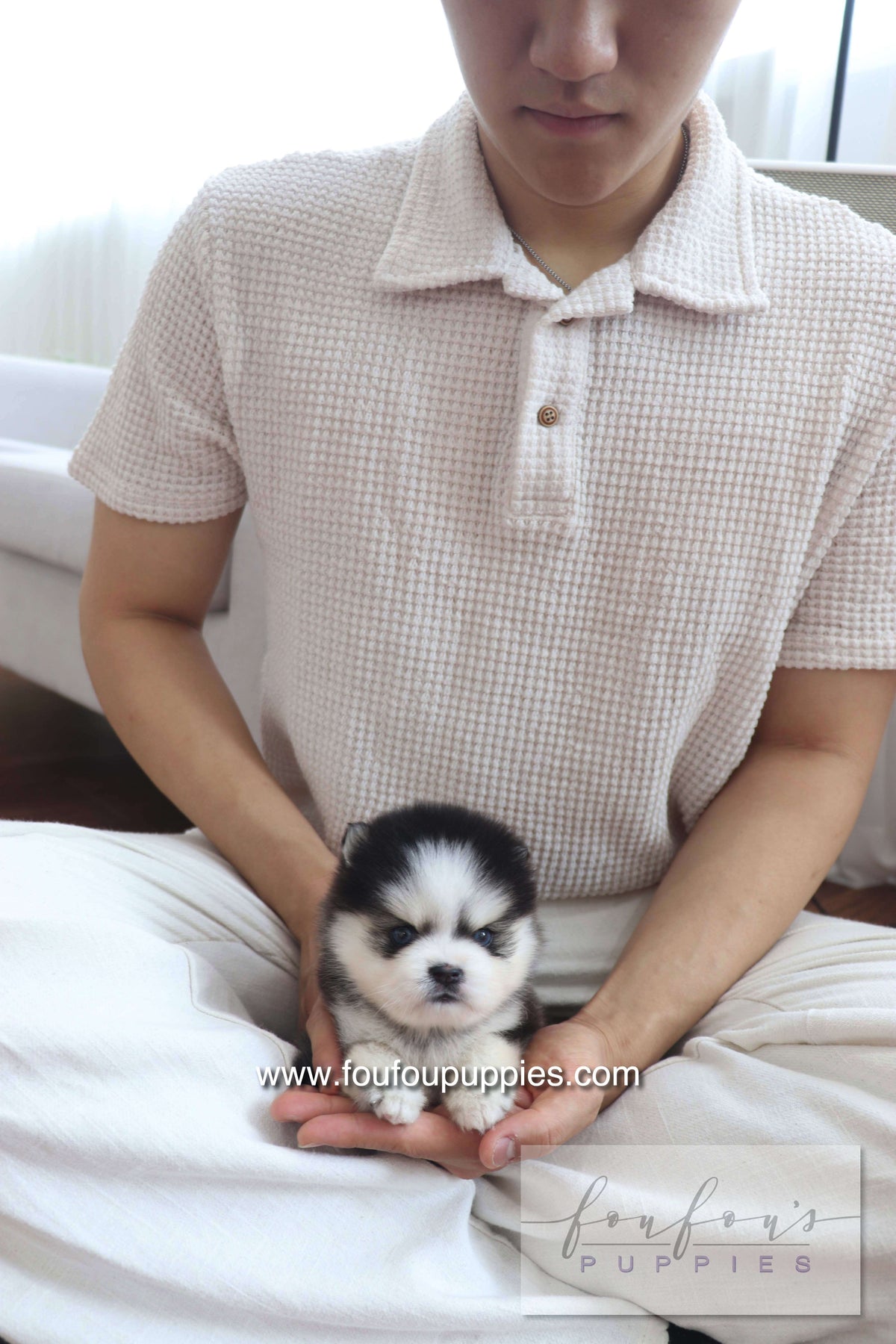 Gage - Pomsky M.