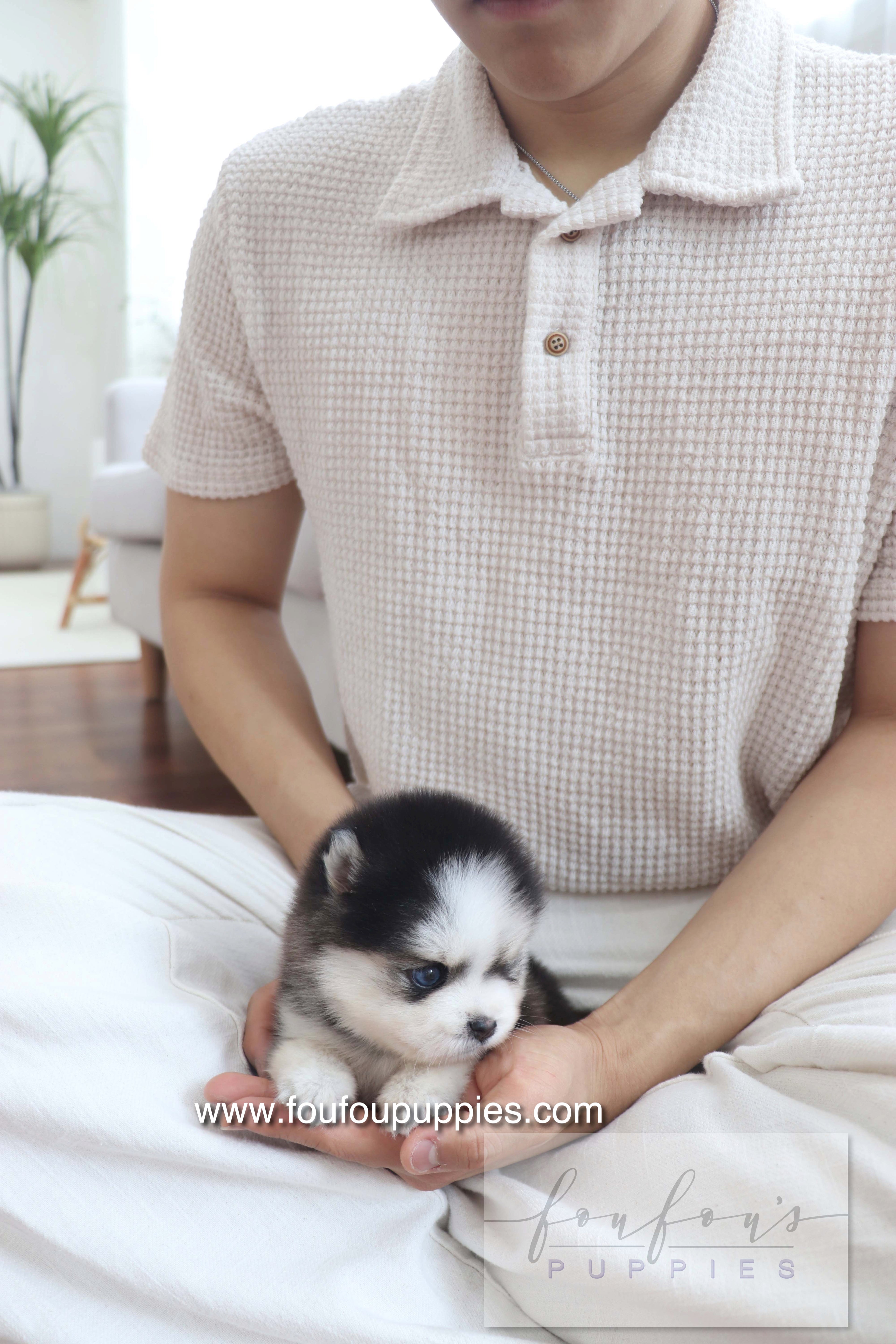 Gage - Pomsky M.