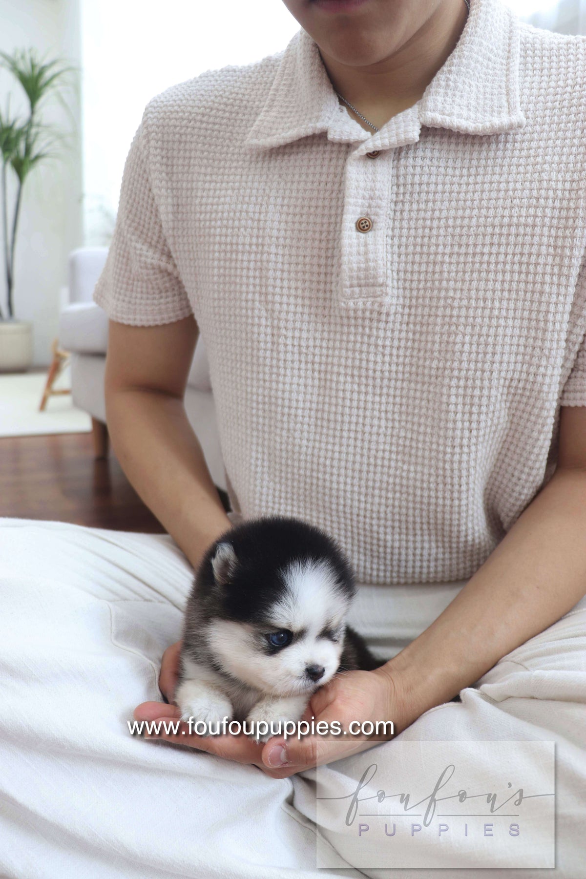 Gage - Pomsky M.