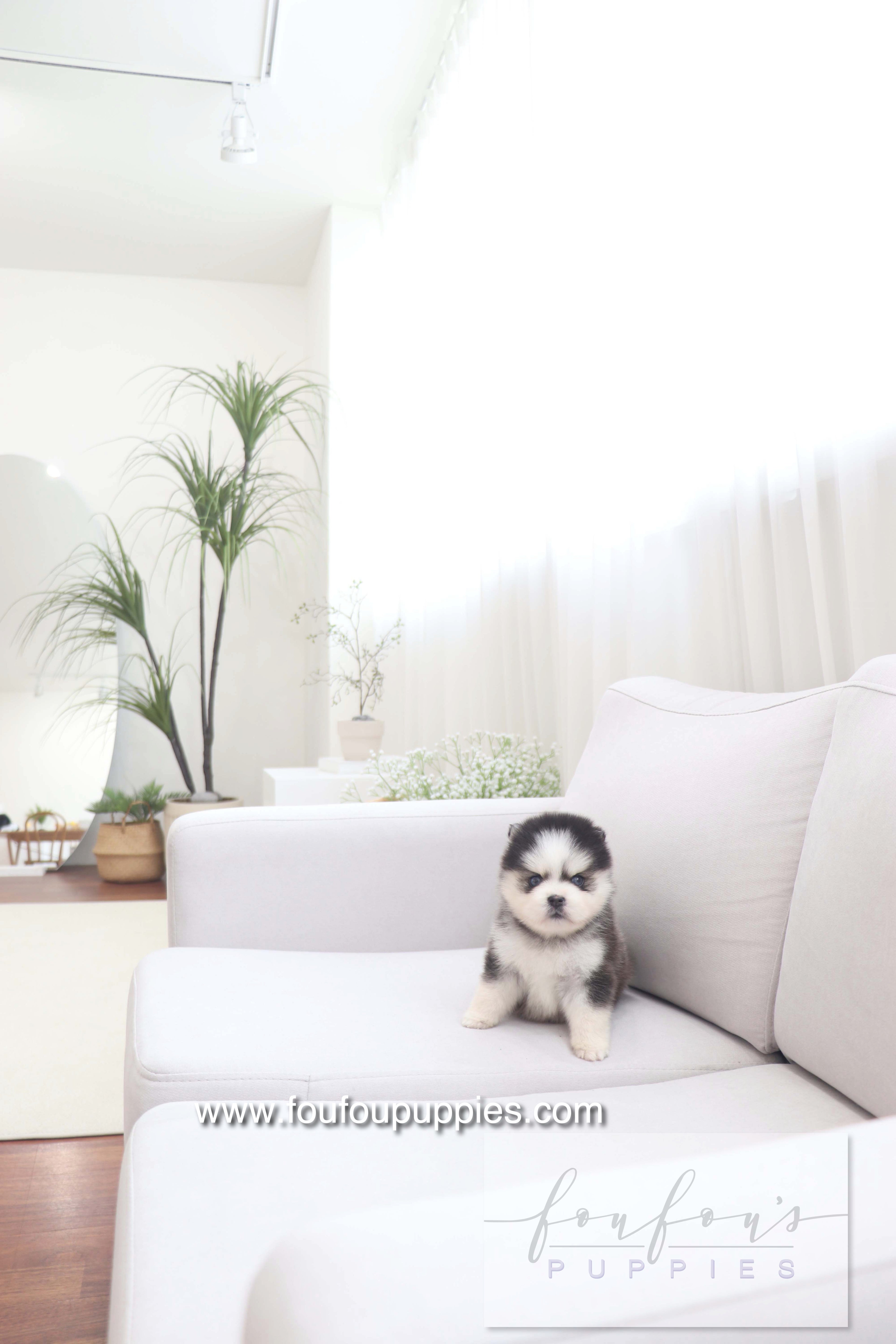 Gage - Pomsky M.