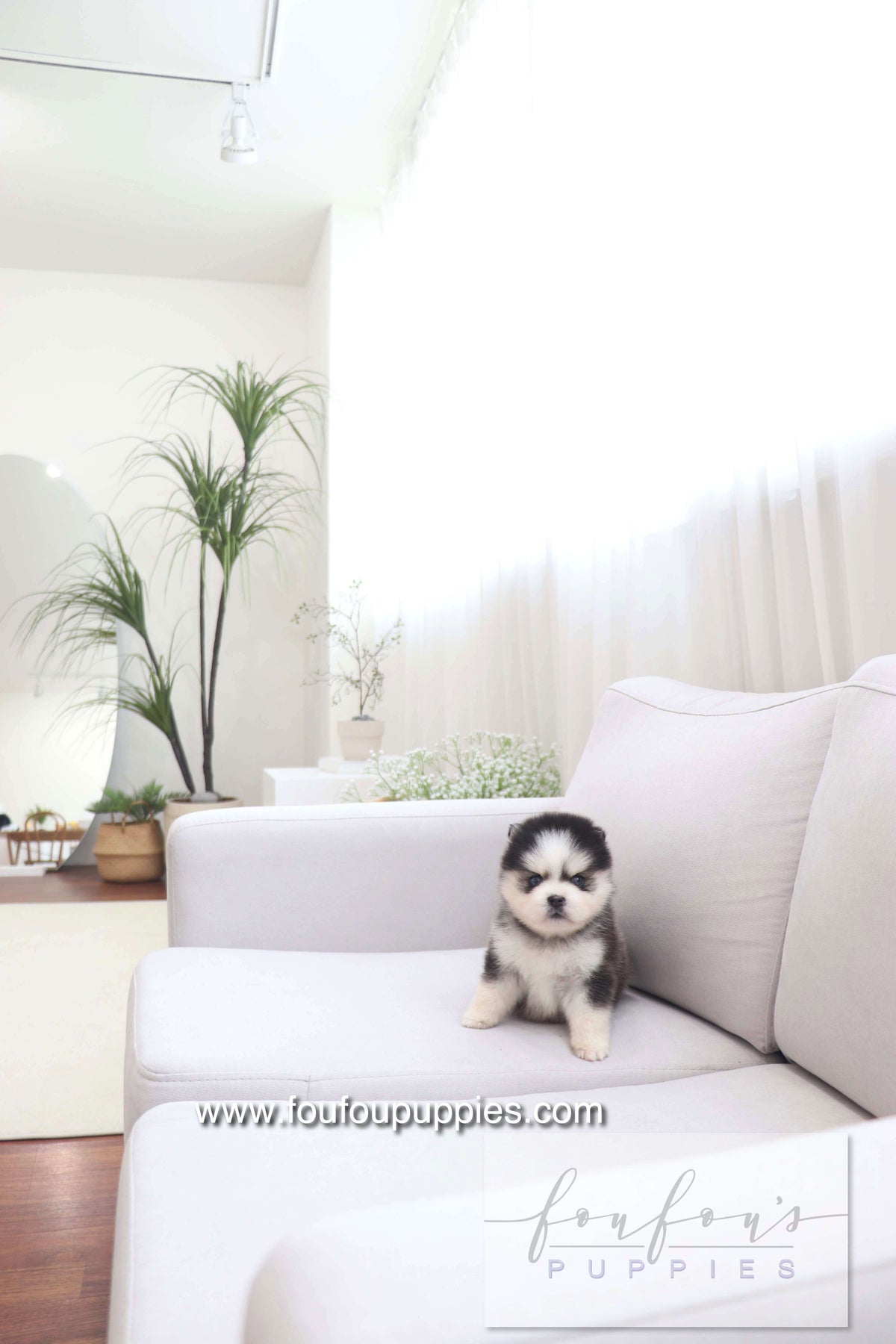 Gage - Pomsky M.