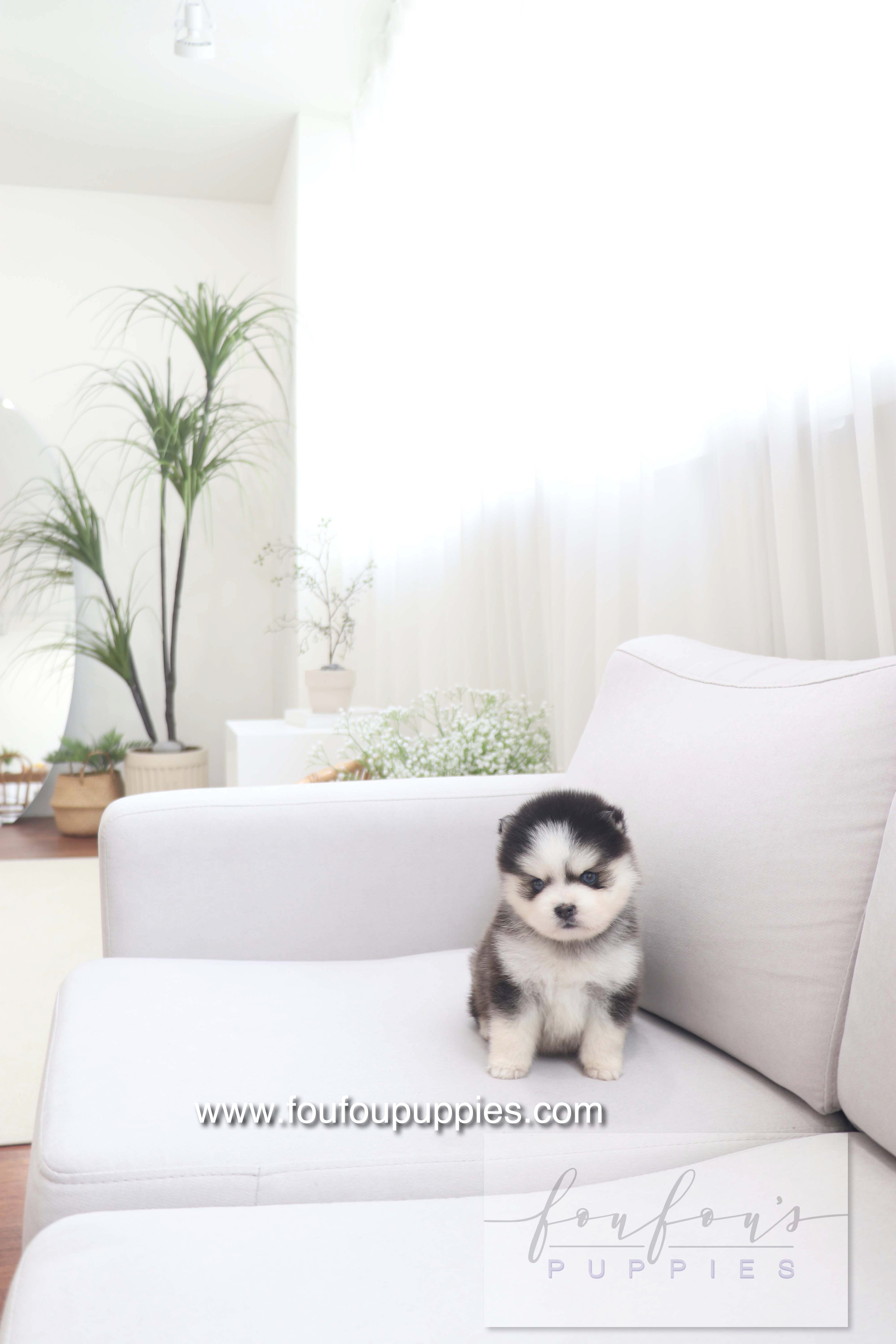 Gage - Pomsky M.
