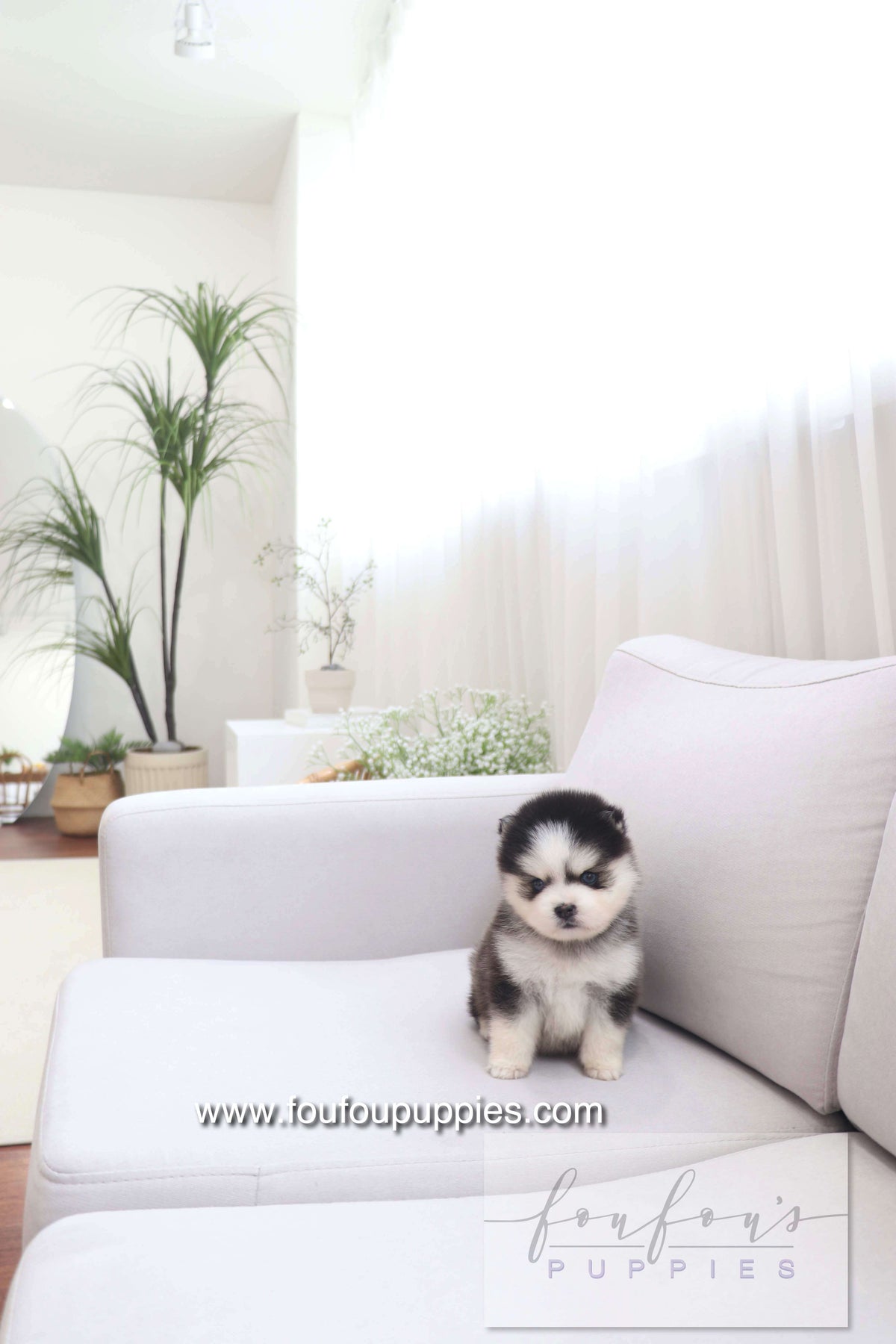 Gage - Pomsky M.