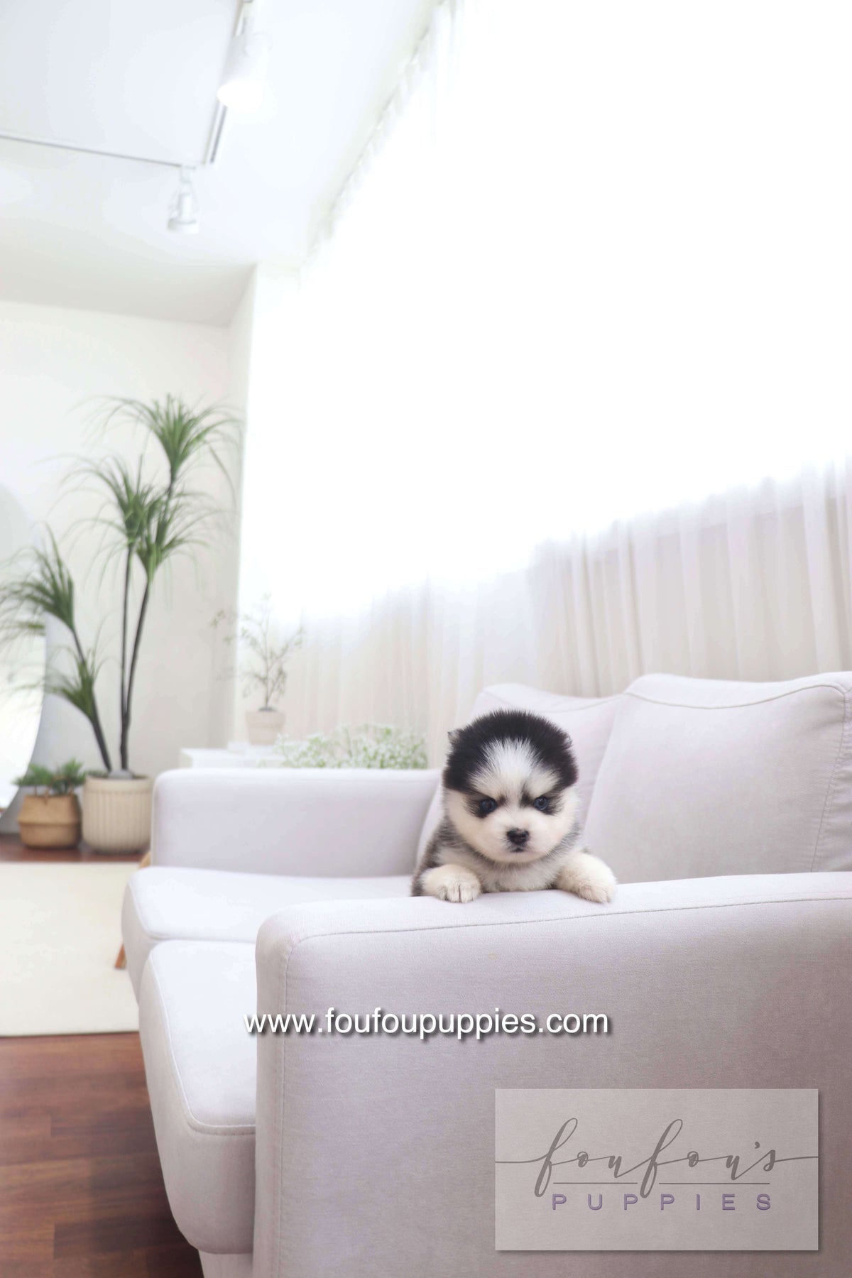 Gage - Pomsky M.