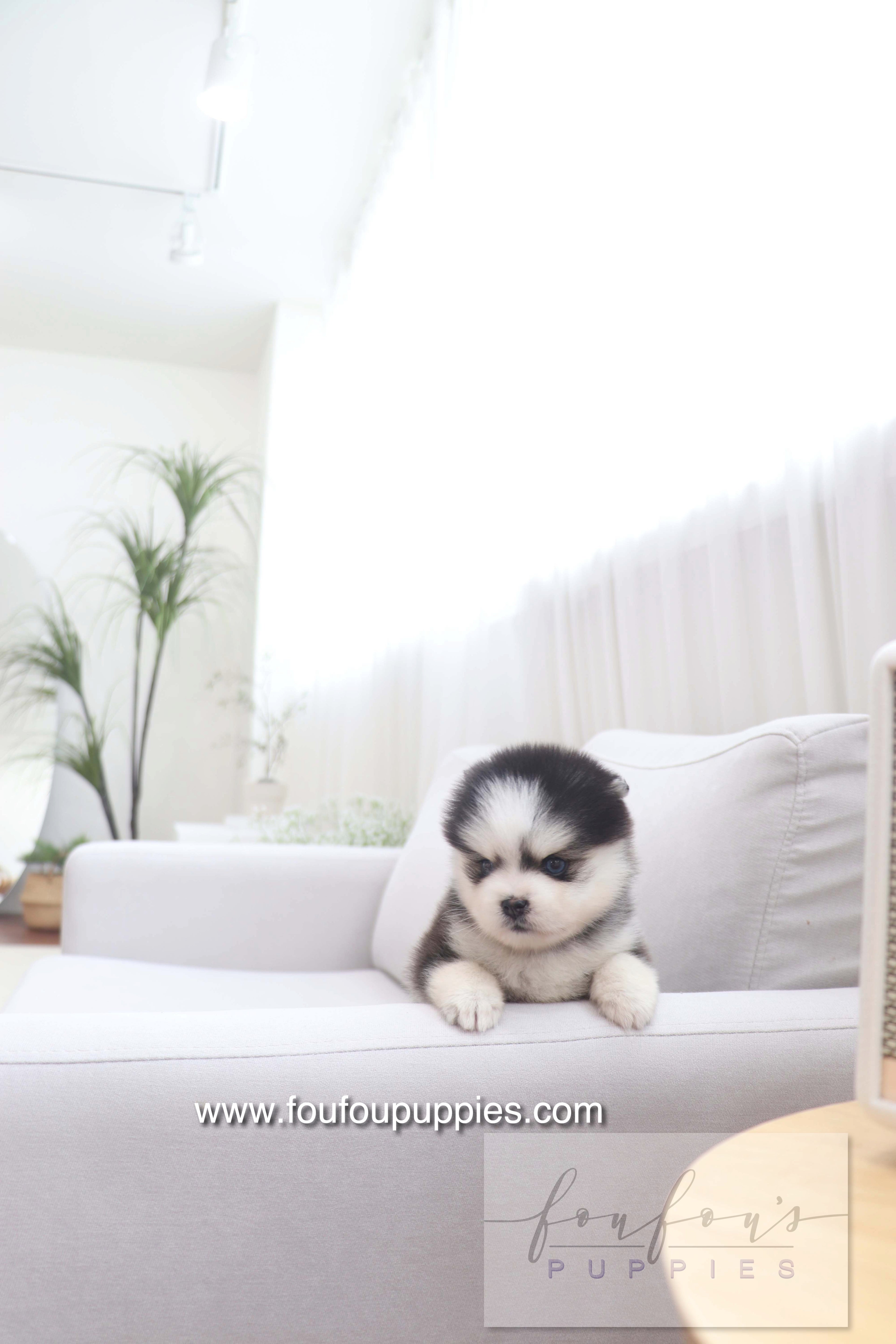 Gage - Pomsky M.
