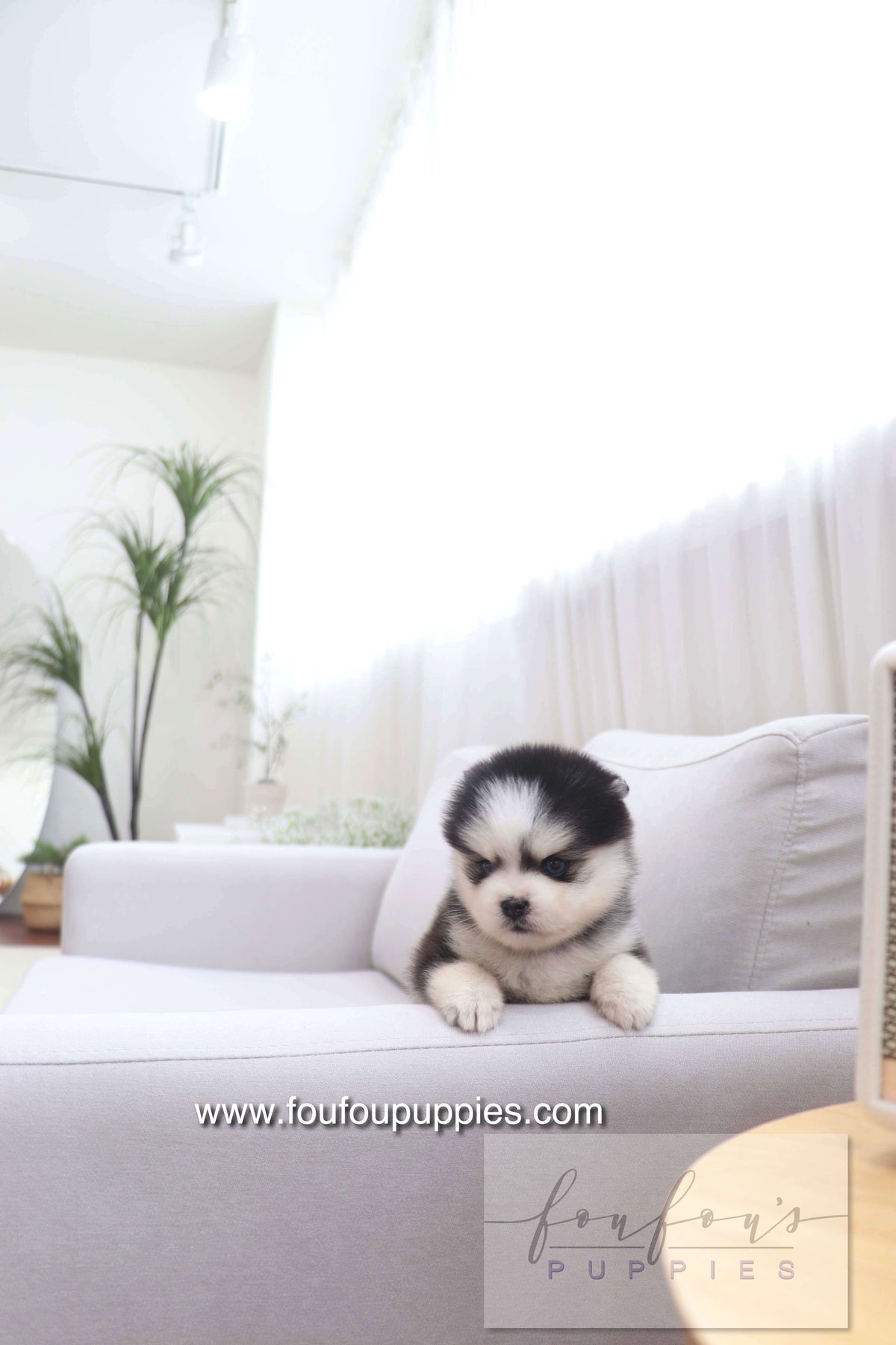 Gage - Pomsky M.