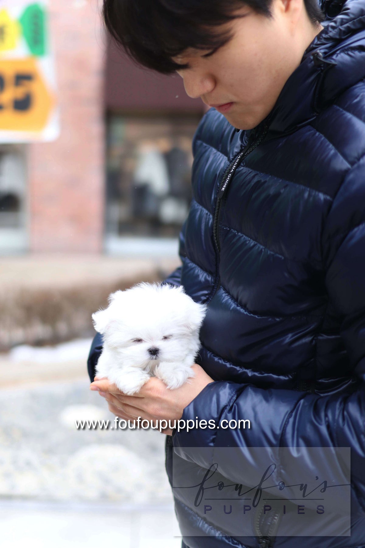 Milly - Maltese F.