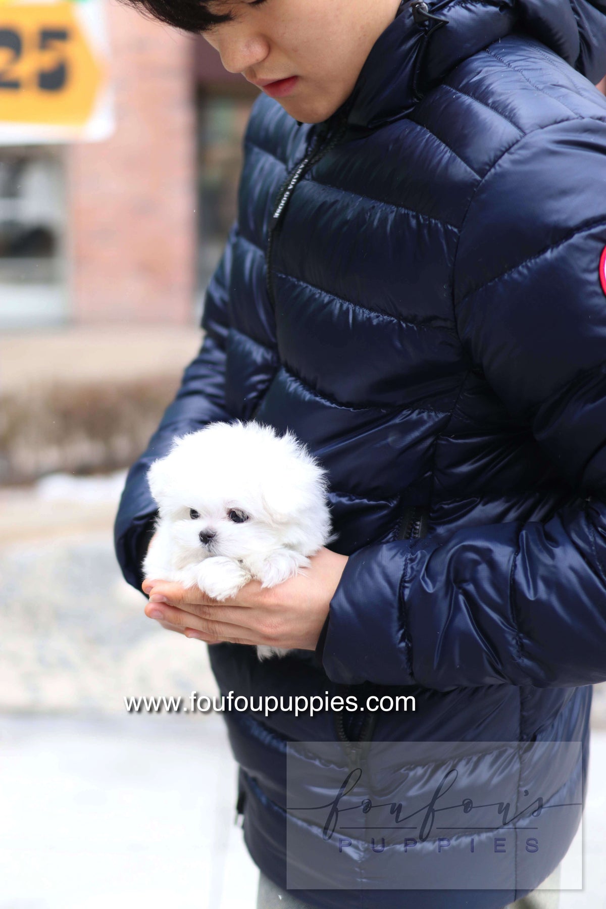 Milly - Maltese F.