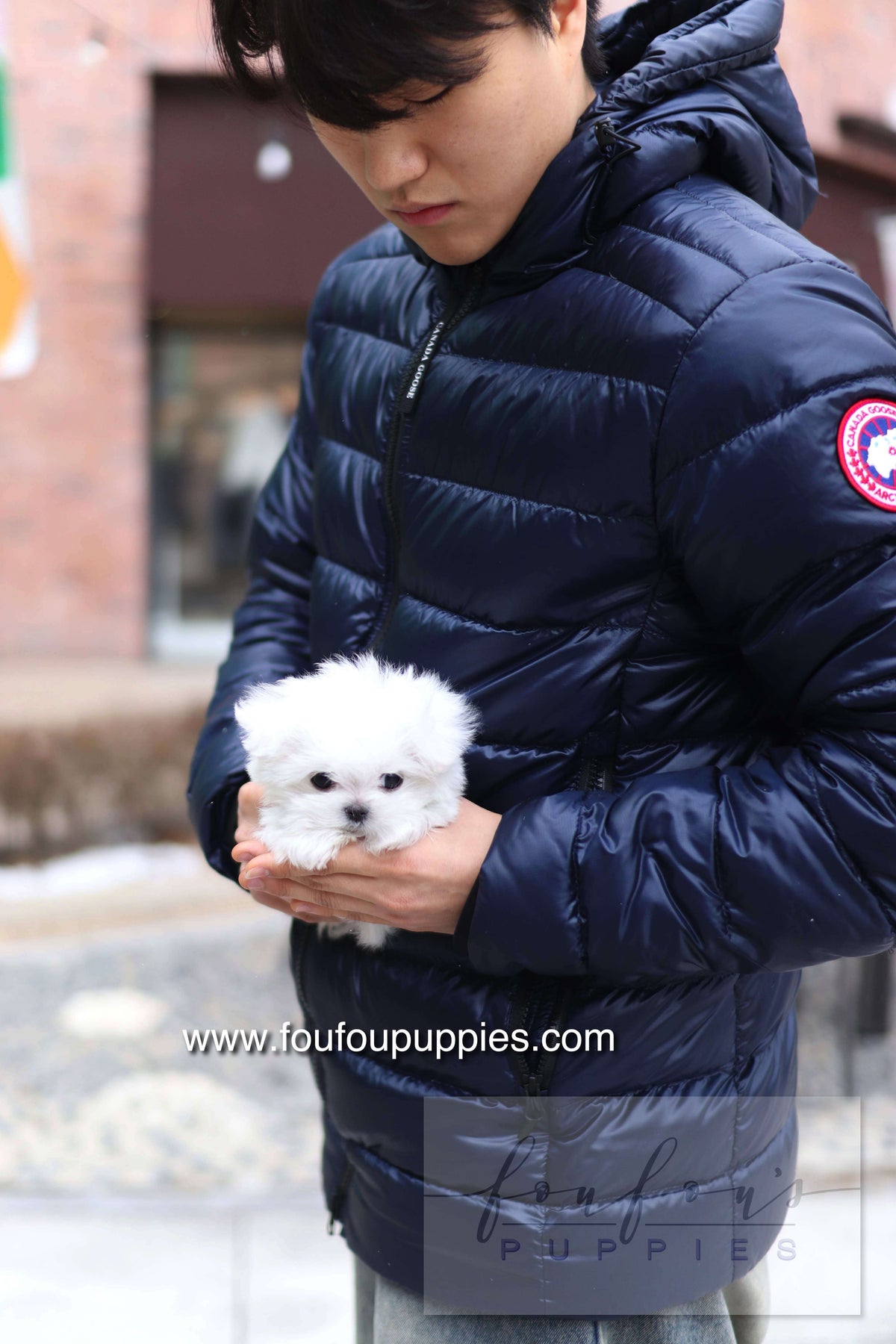 Milly - Maltese F.