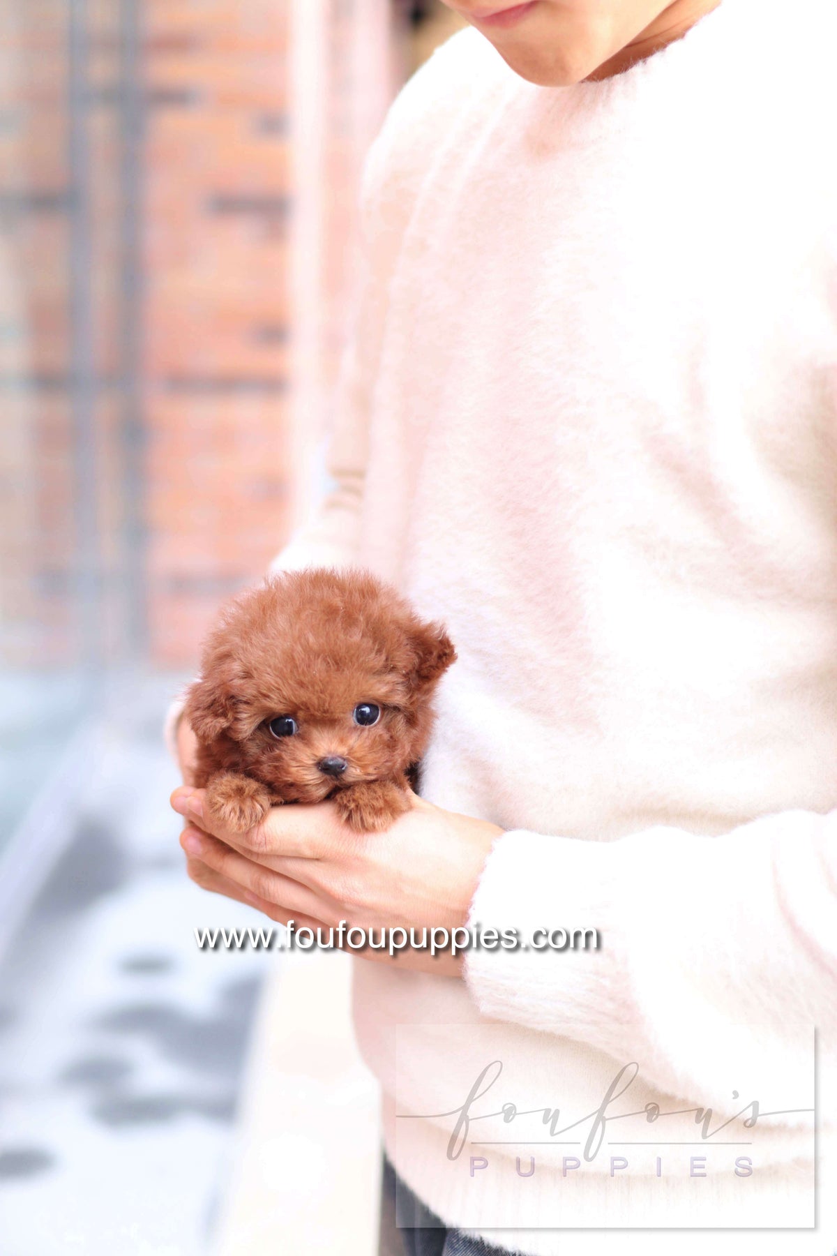 Rouge - Poodle F.