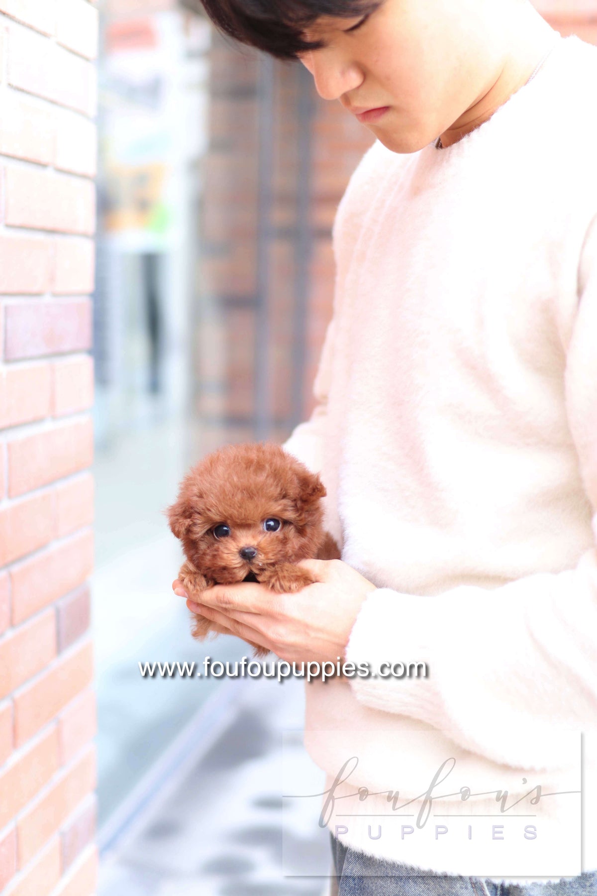 Rouge - Poodle F.