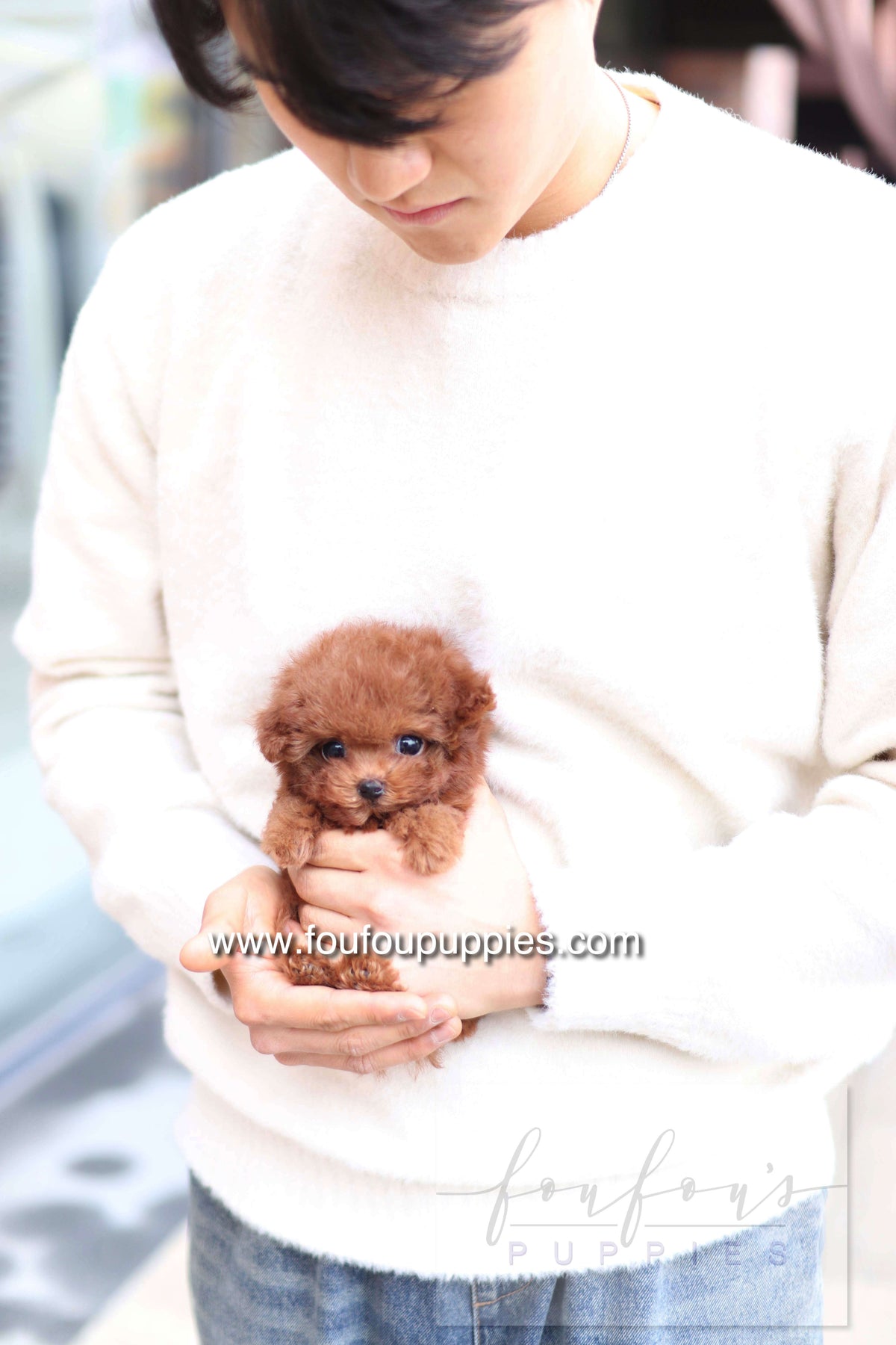 Rouge - Poodle F.