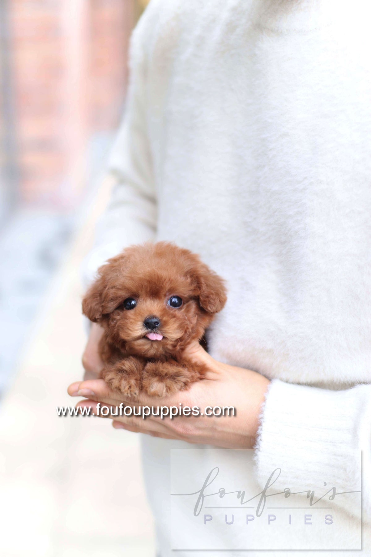 Amore - Poodle F.