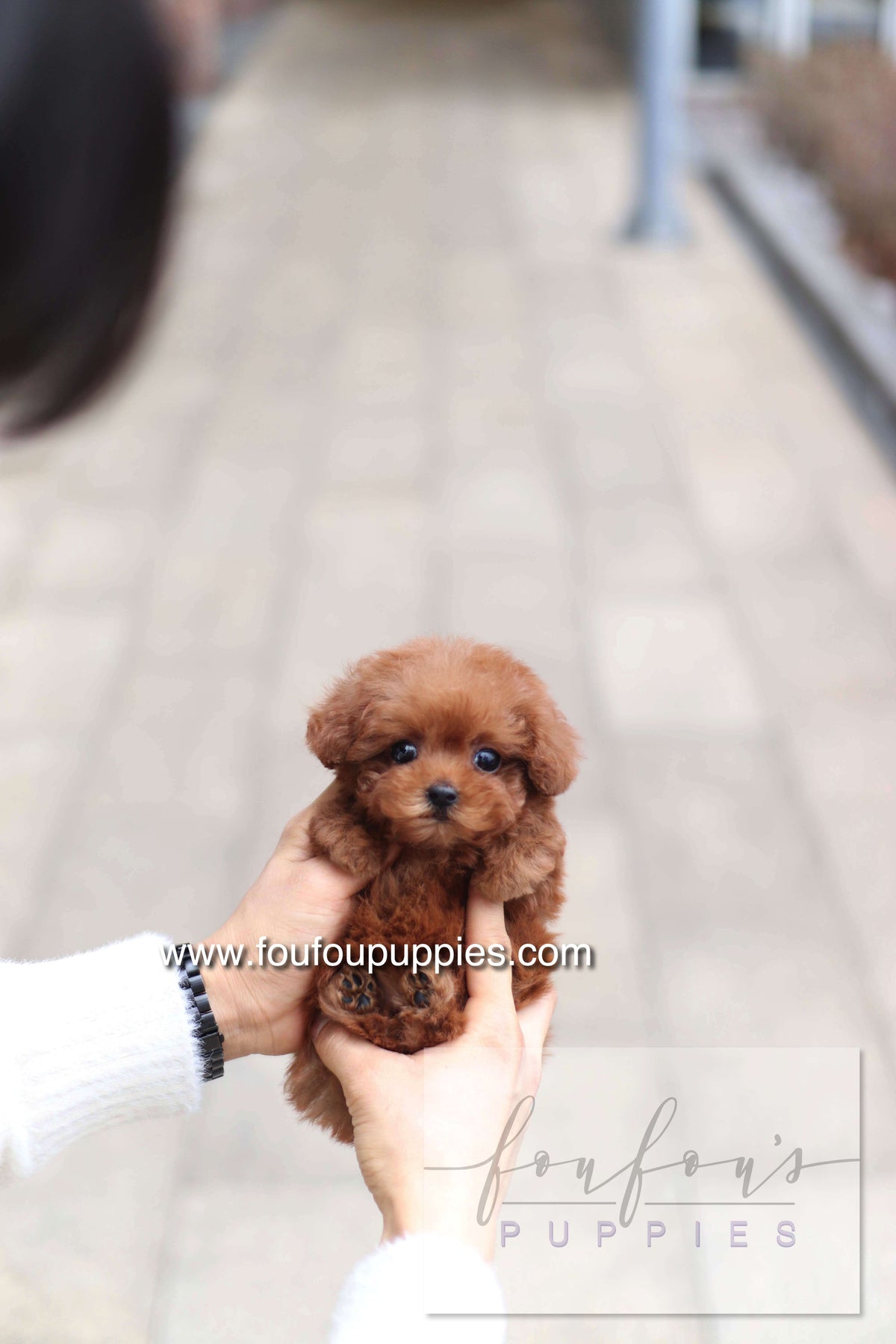 Amore - Poodle F.