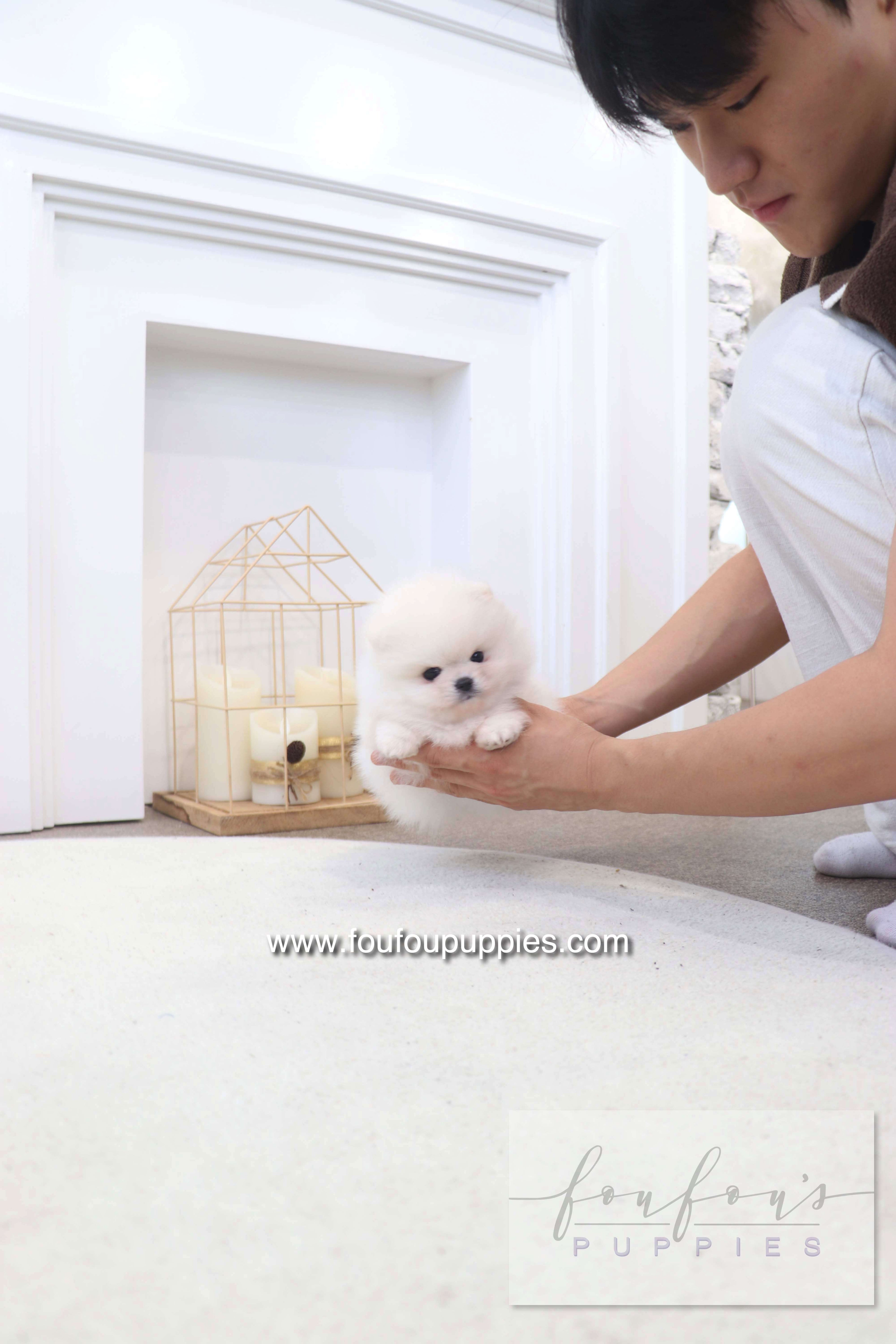 BooBear - Pomeranian M.