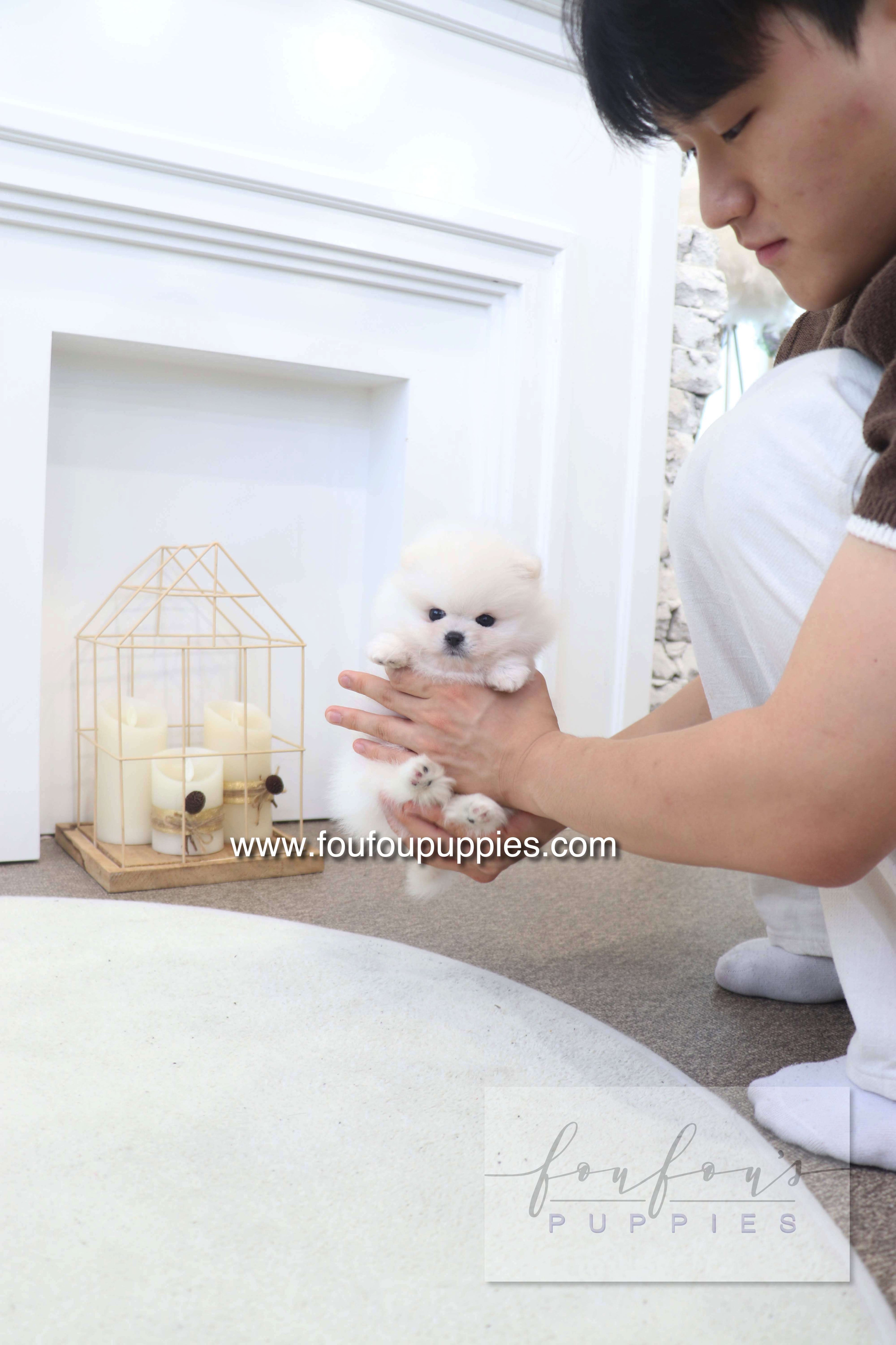 BooBear - Pomeranian M.
