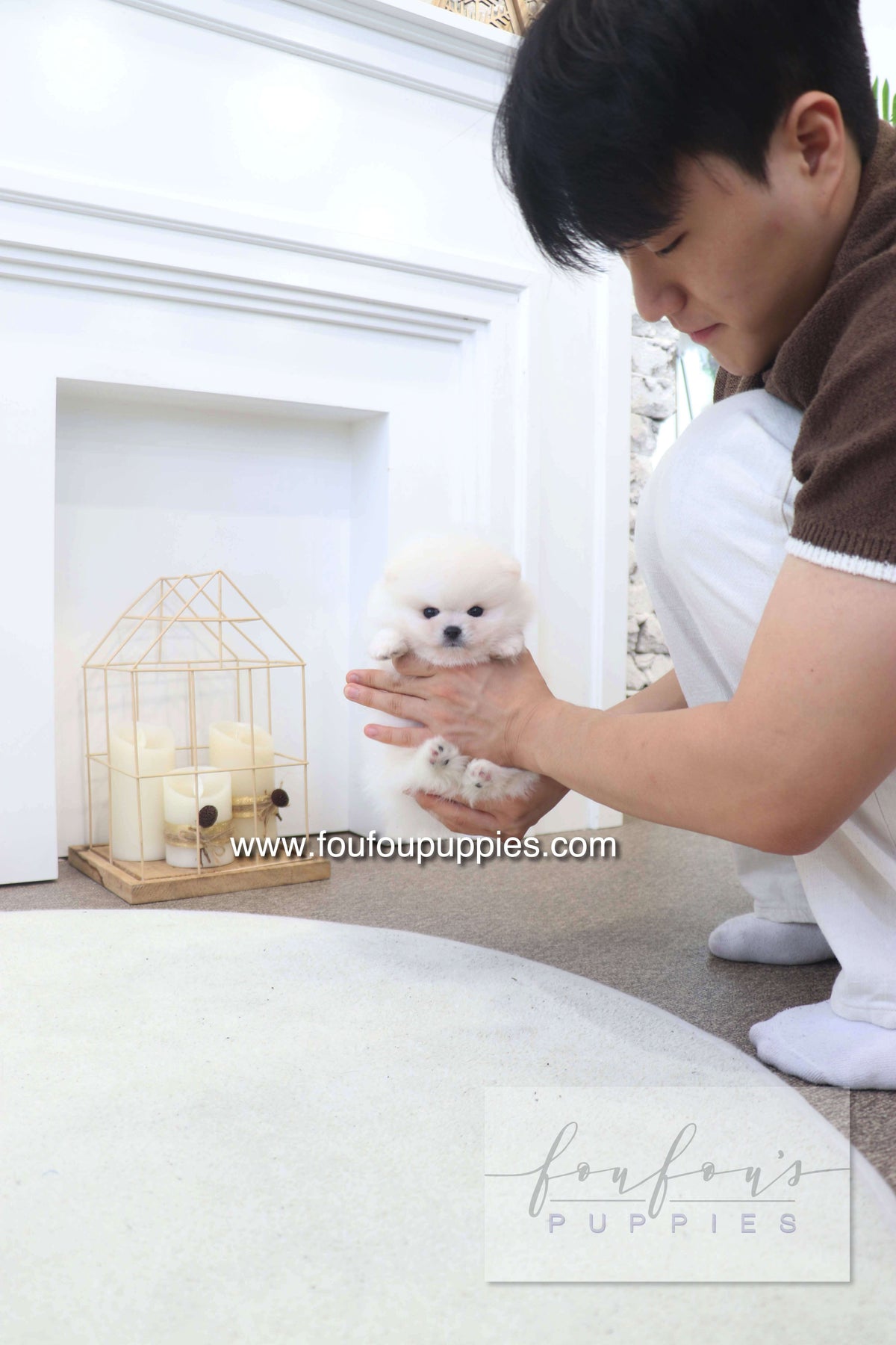 BooBear - Pomeranian M.