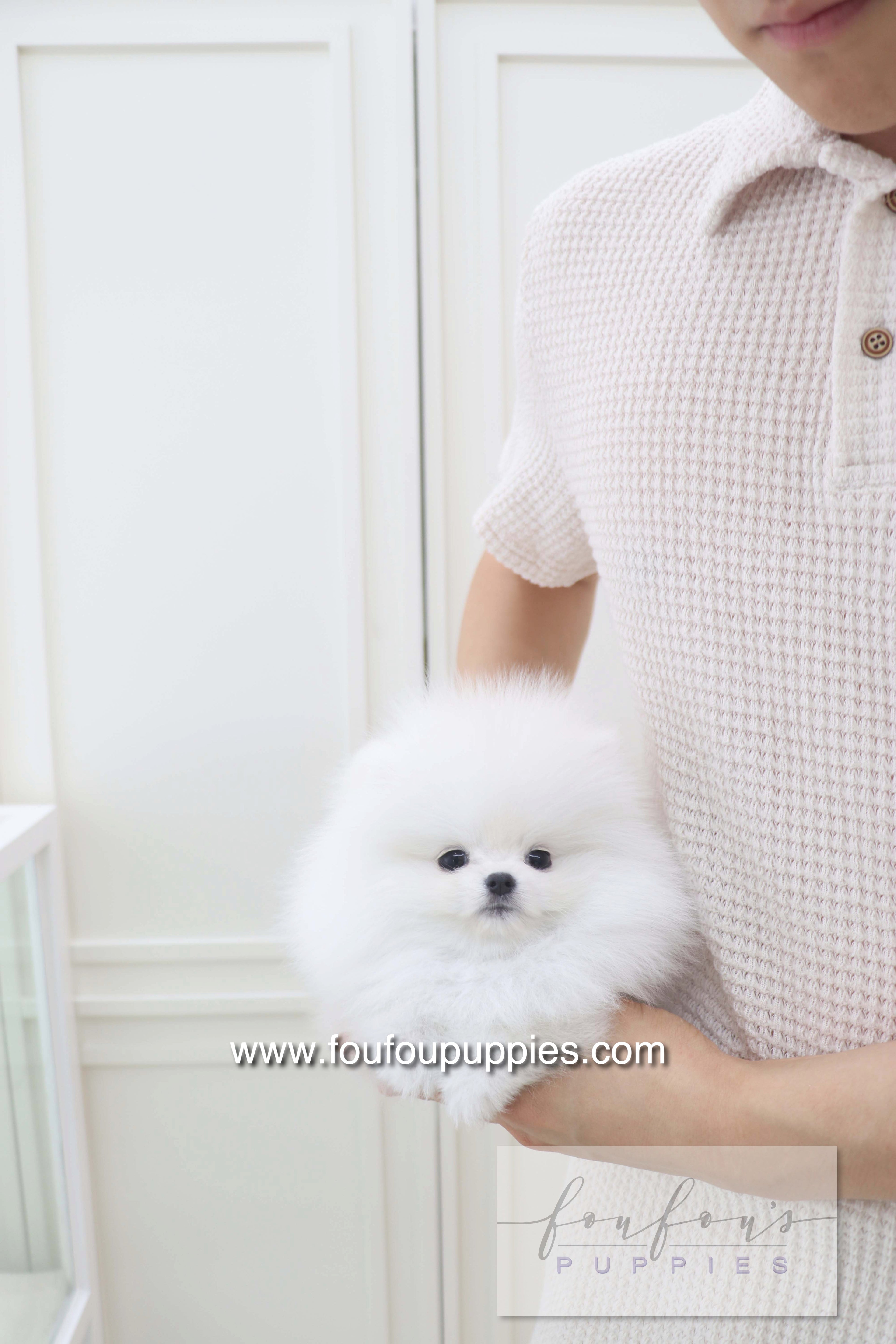 Lala - Pomeranian F.