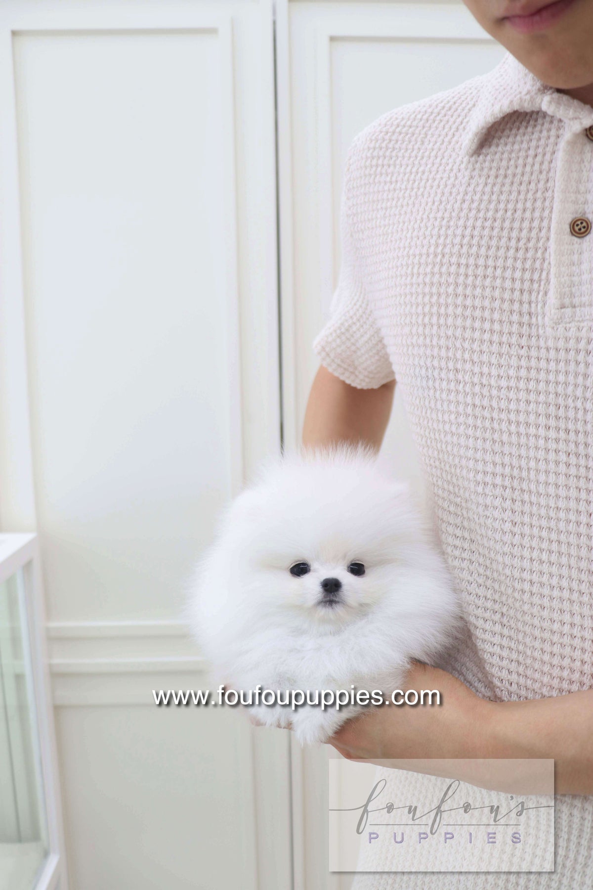 Lala - Pomeranian F.