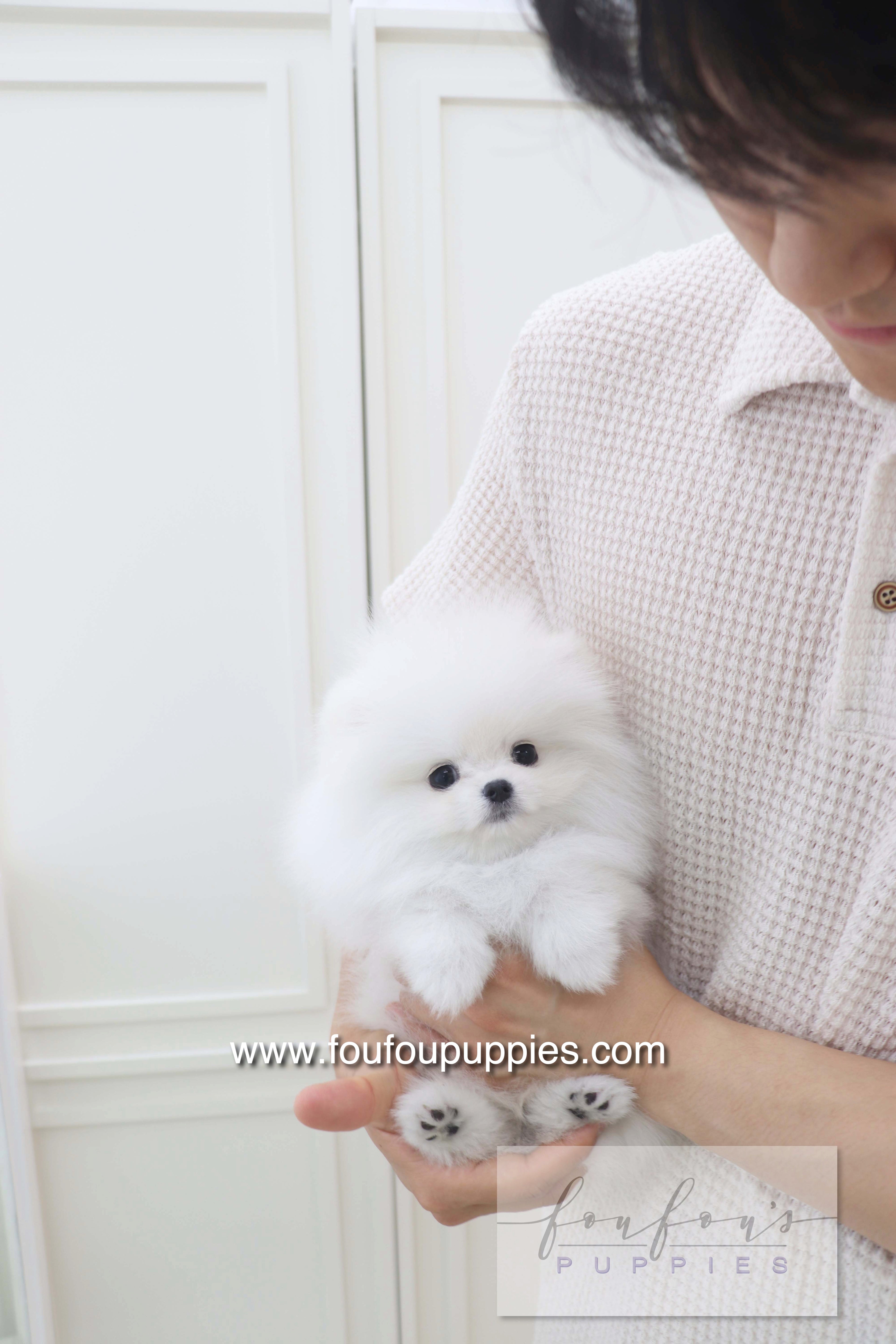 Lala - Pomeranian F.