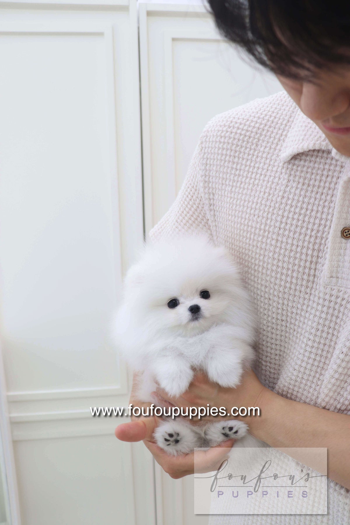 Lala - Pomeranian F.