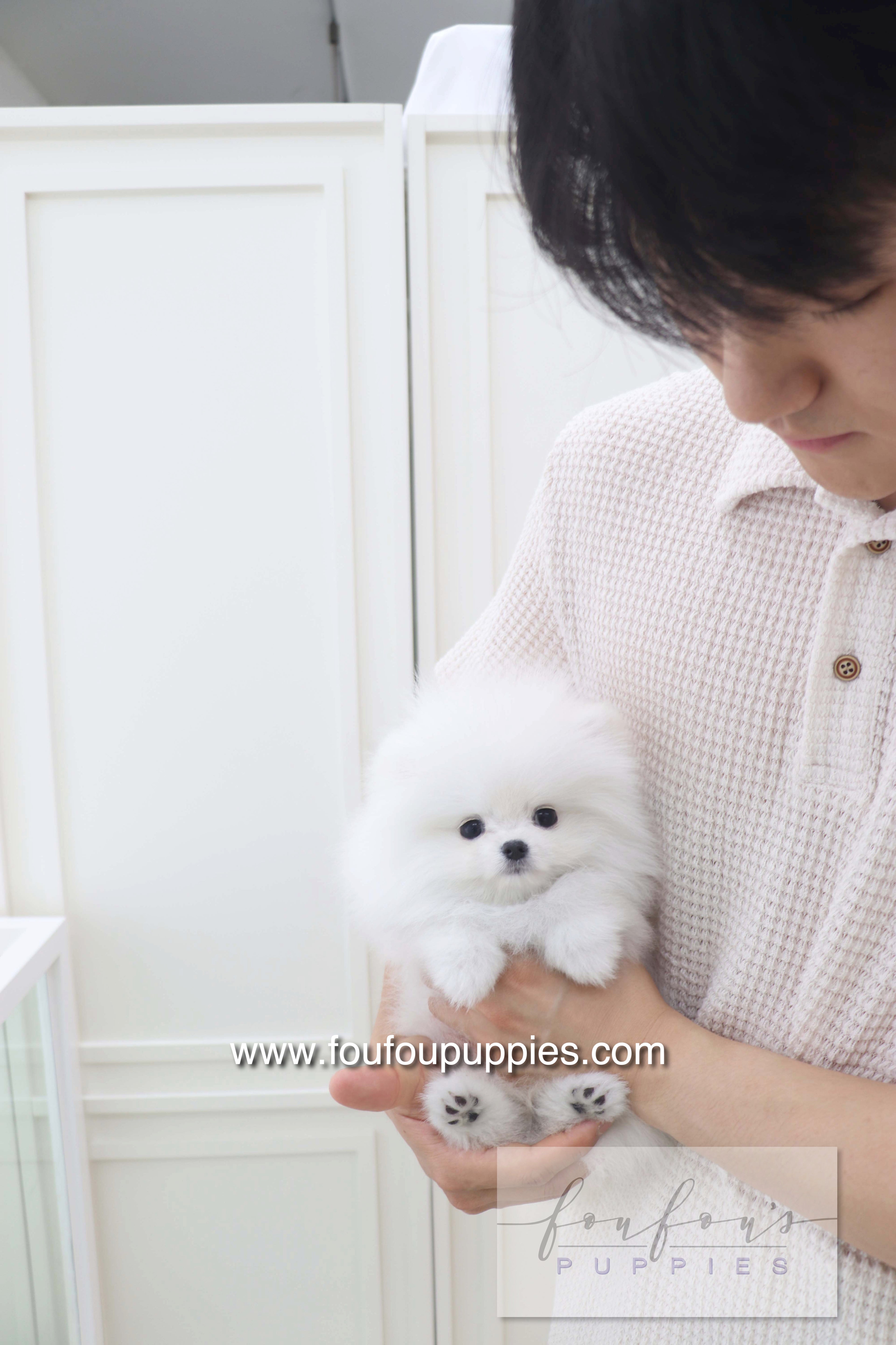 Lala - Pomeranian F.