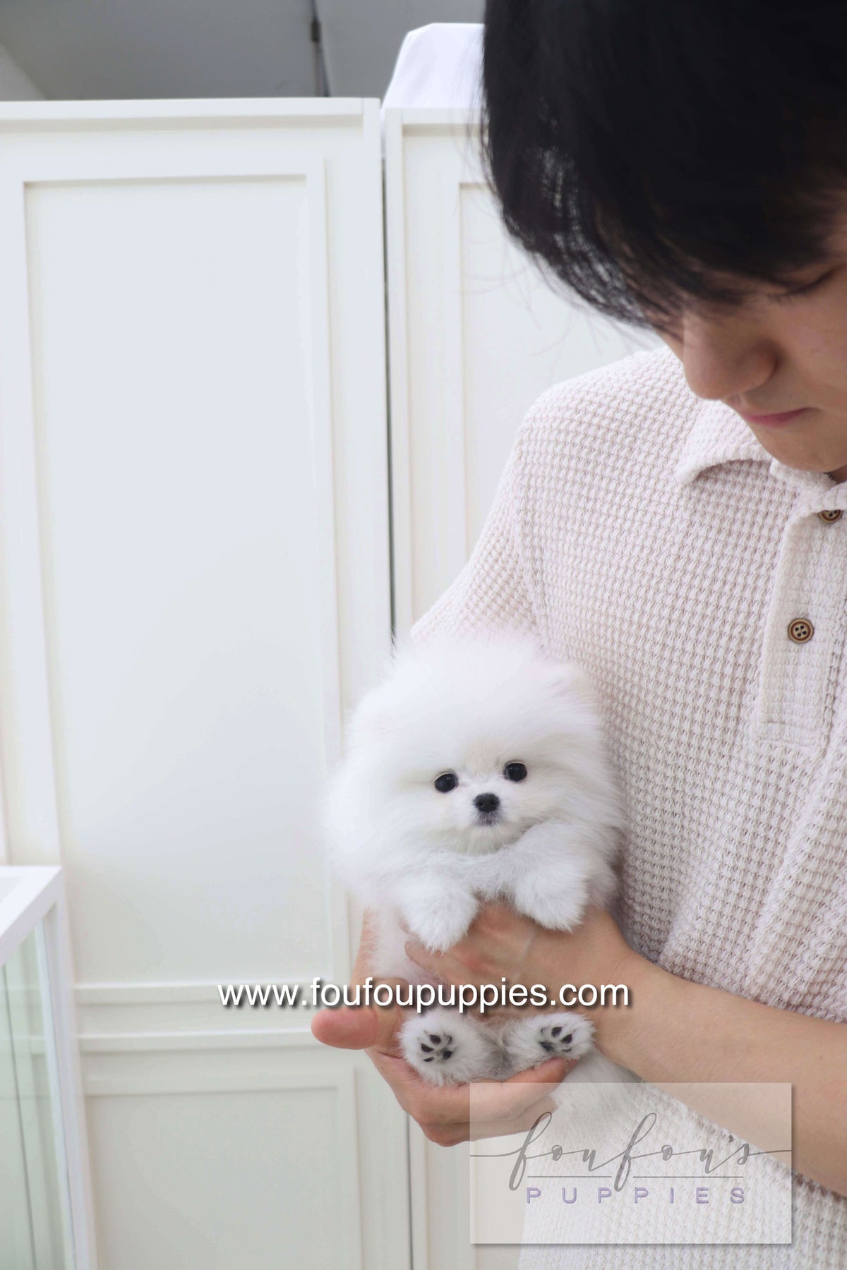 Lala - Pomeranian F.